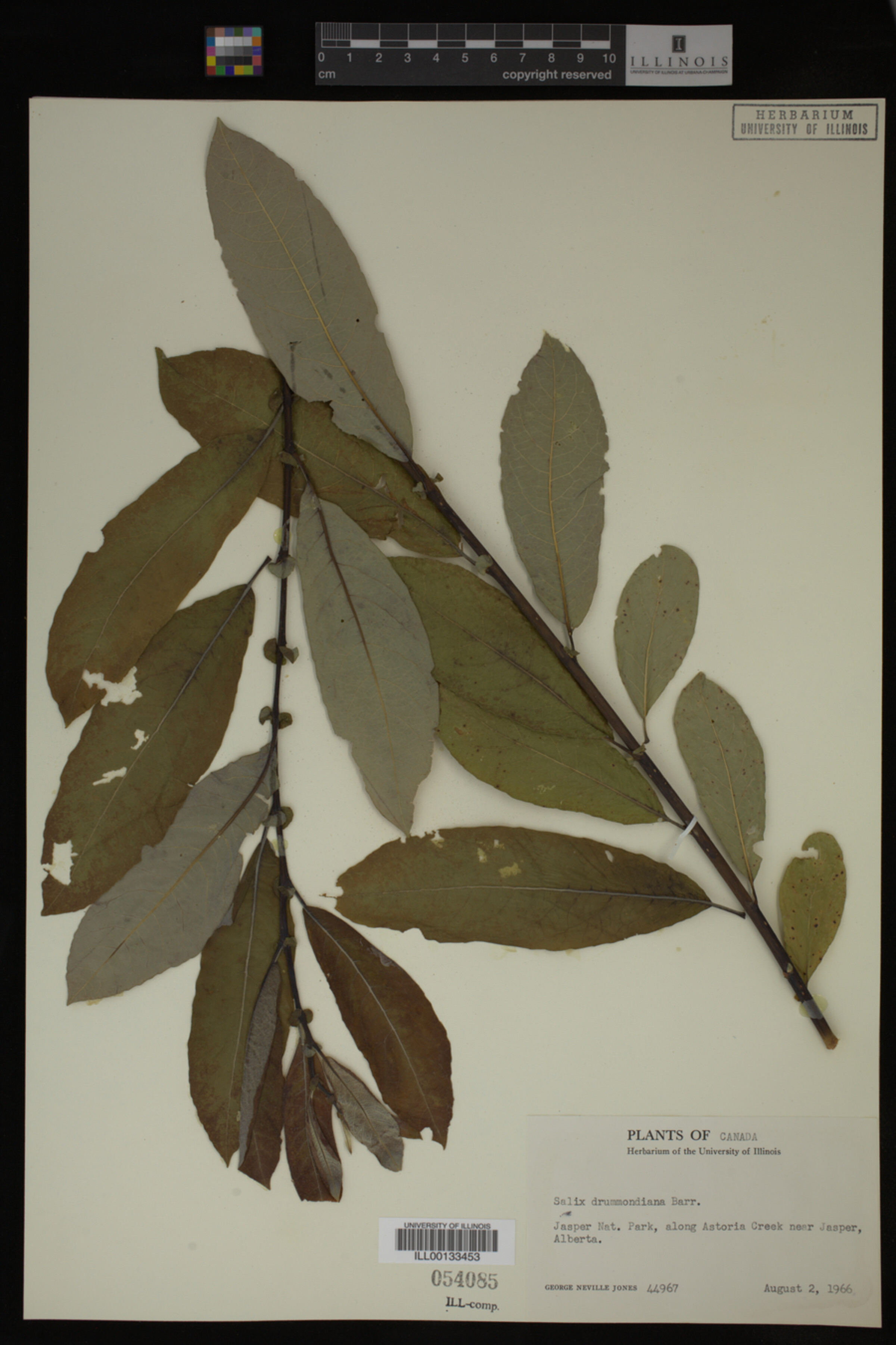 Salix drummondiana image
