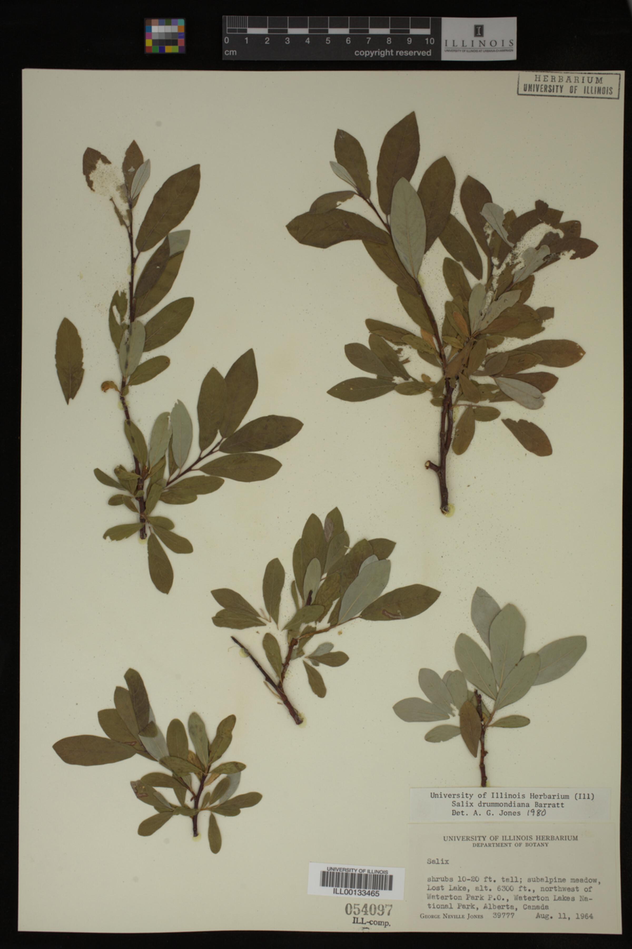 Salix drummondiana image