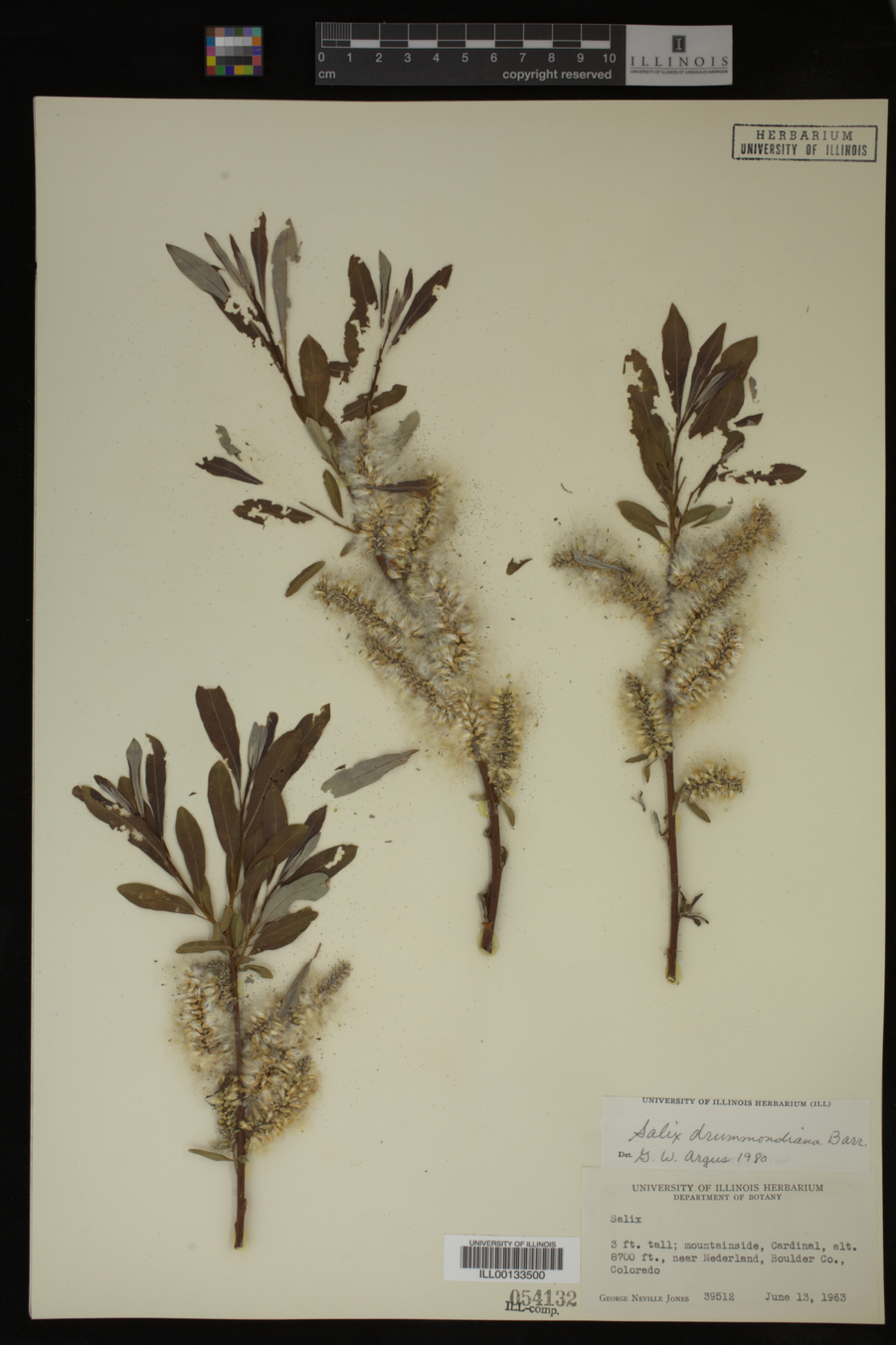 Salix drummondiana image