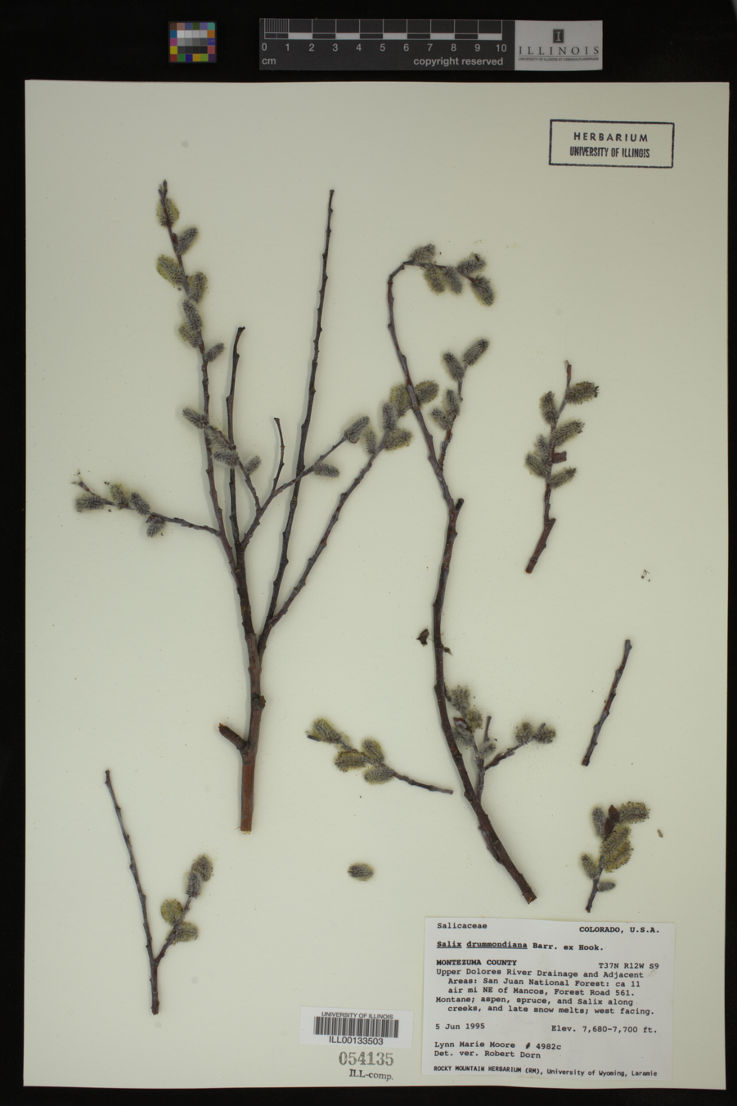 Salix drummondiana image
