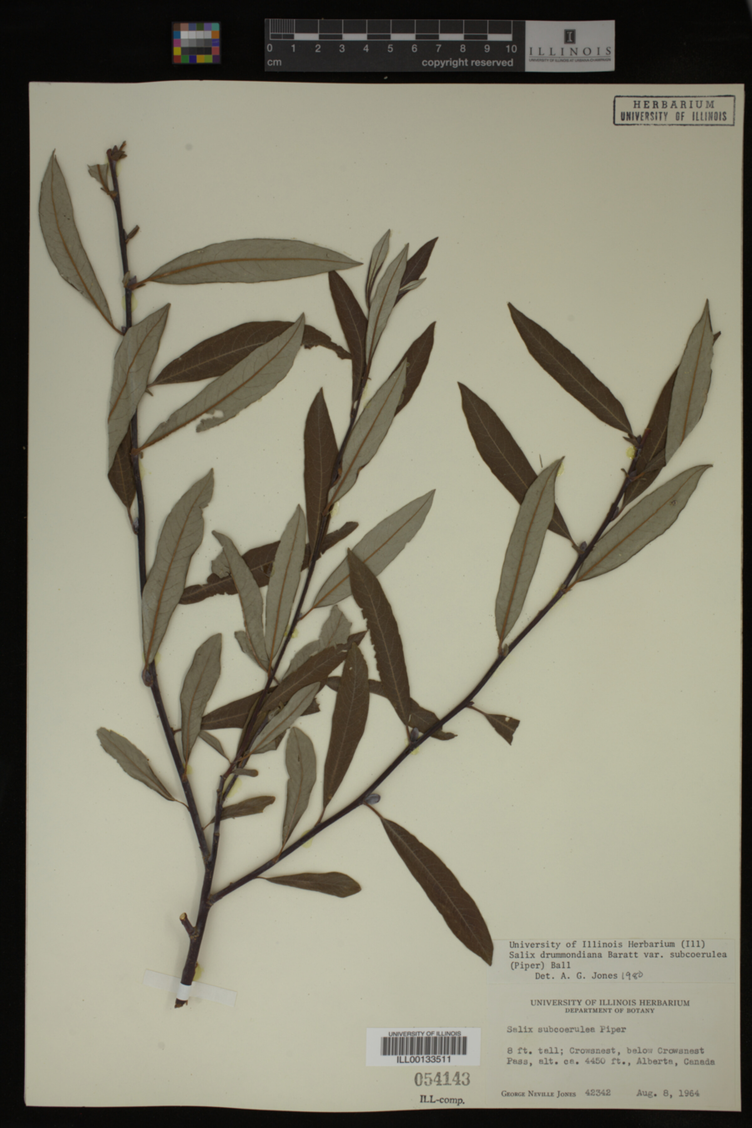 Salix drummondiana image