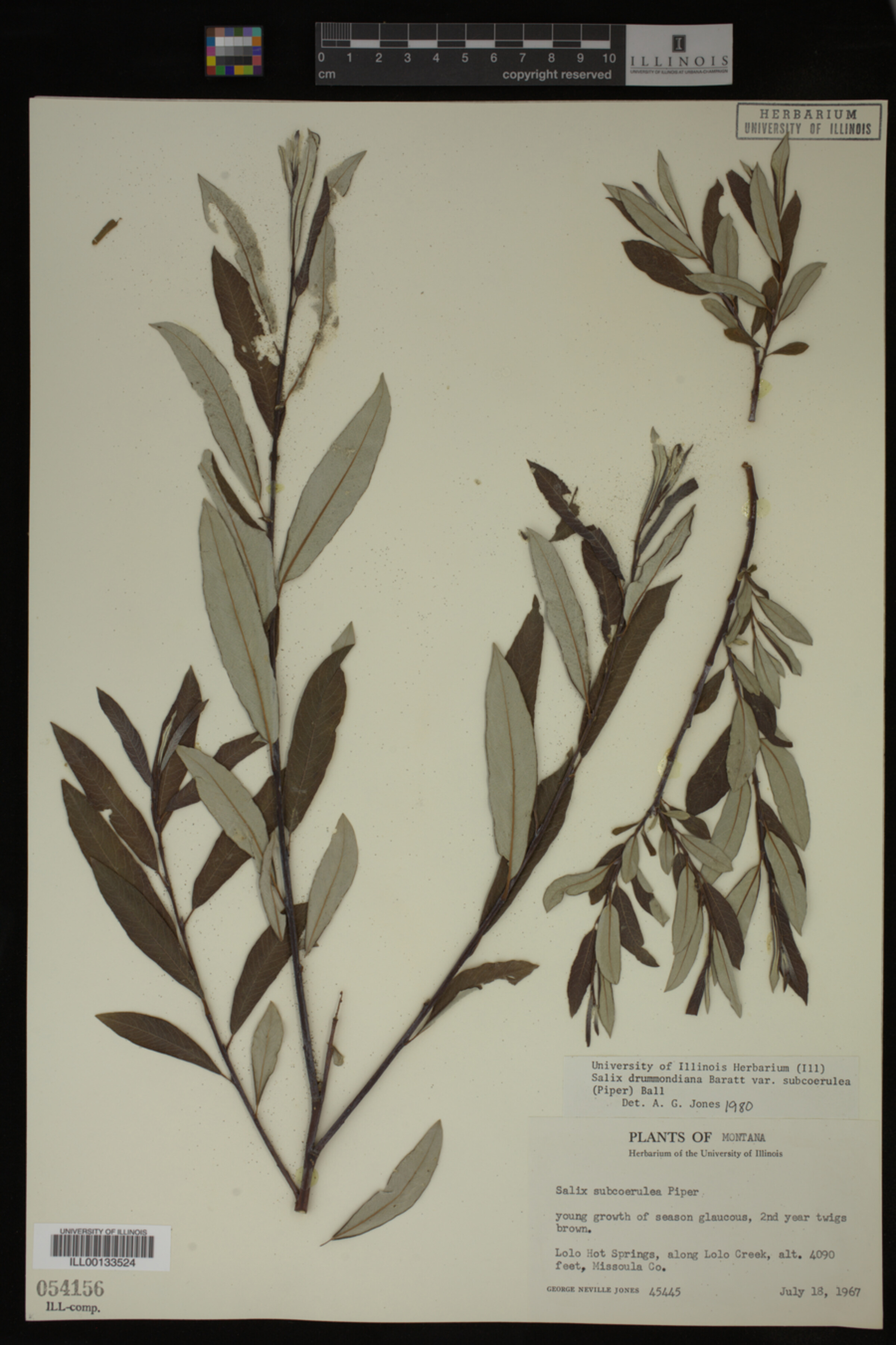 Salix drummondiana image
