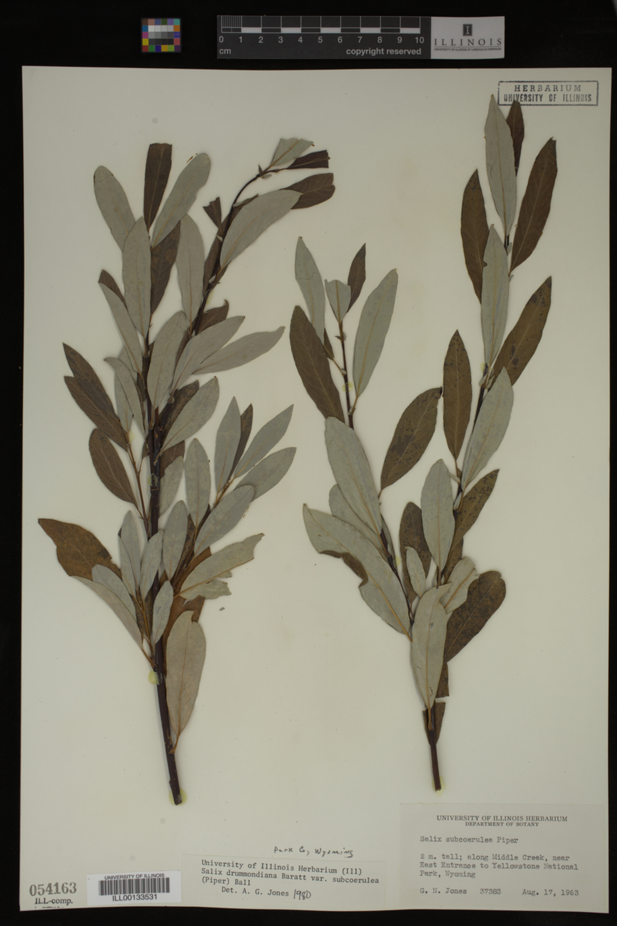 Salix drummondiana image
