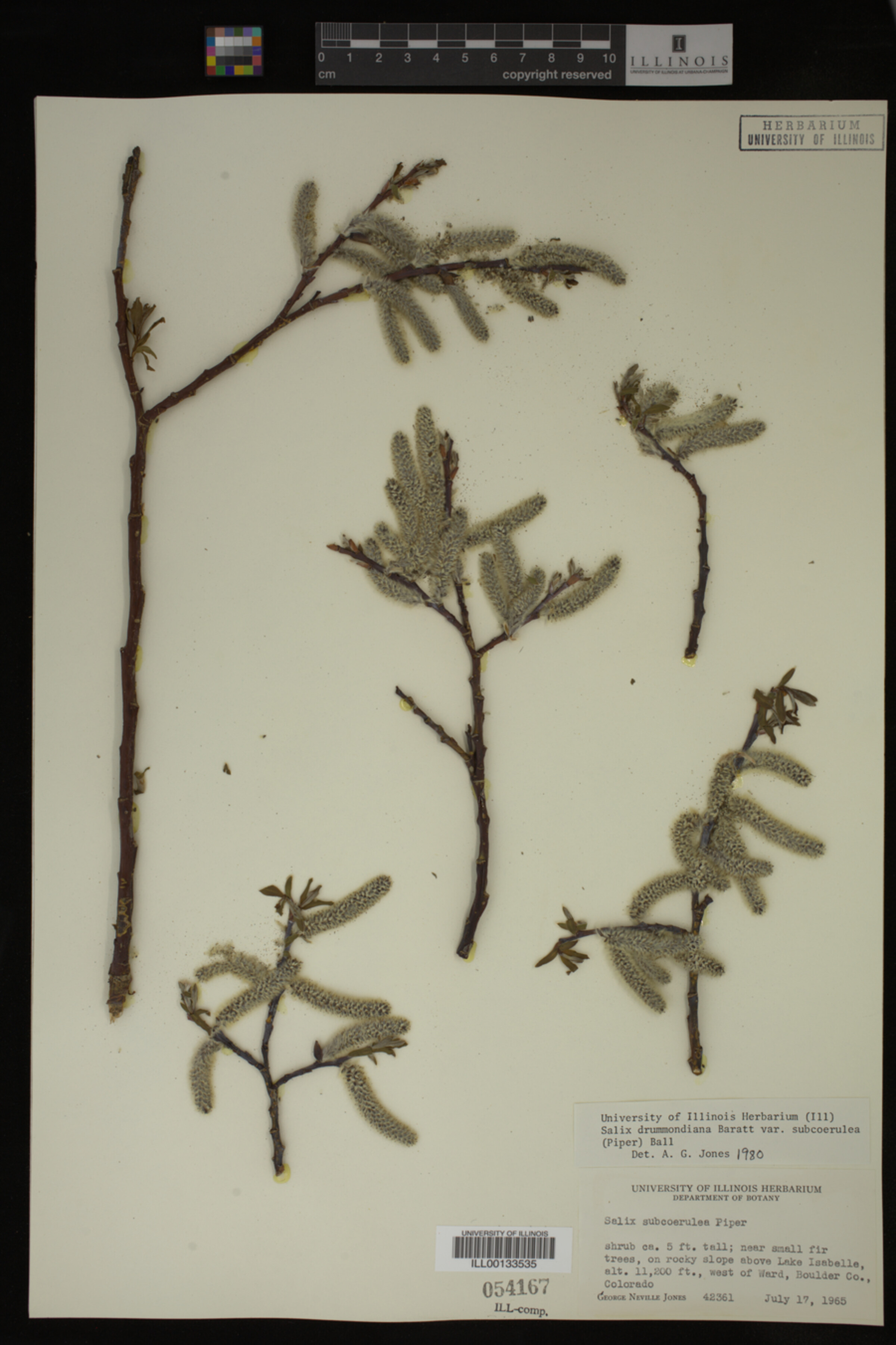Salix drummondiana image