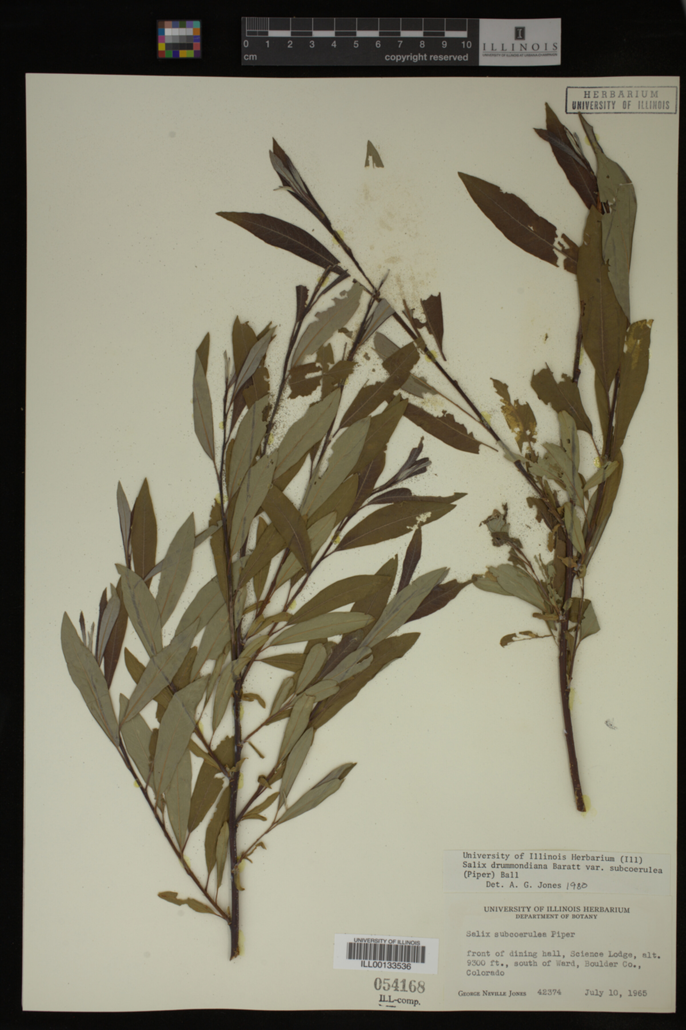 Salix drummondiana image