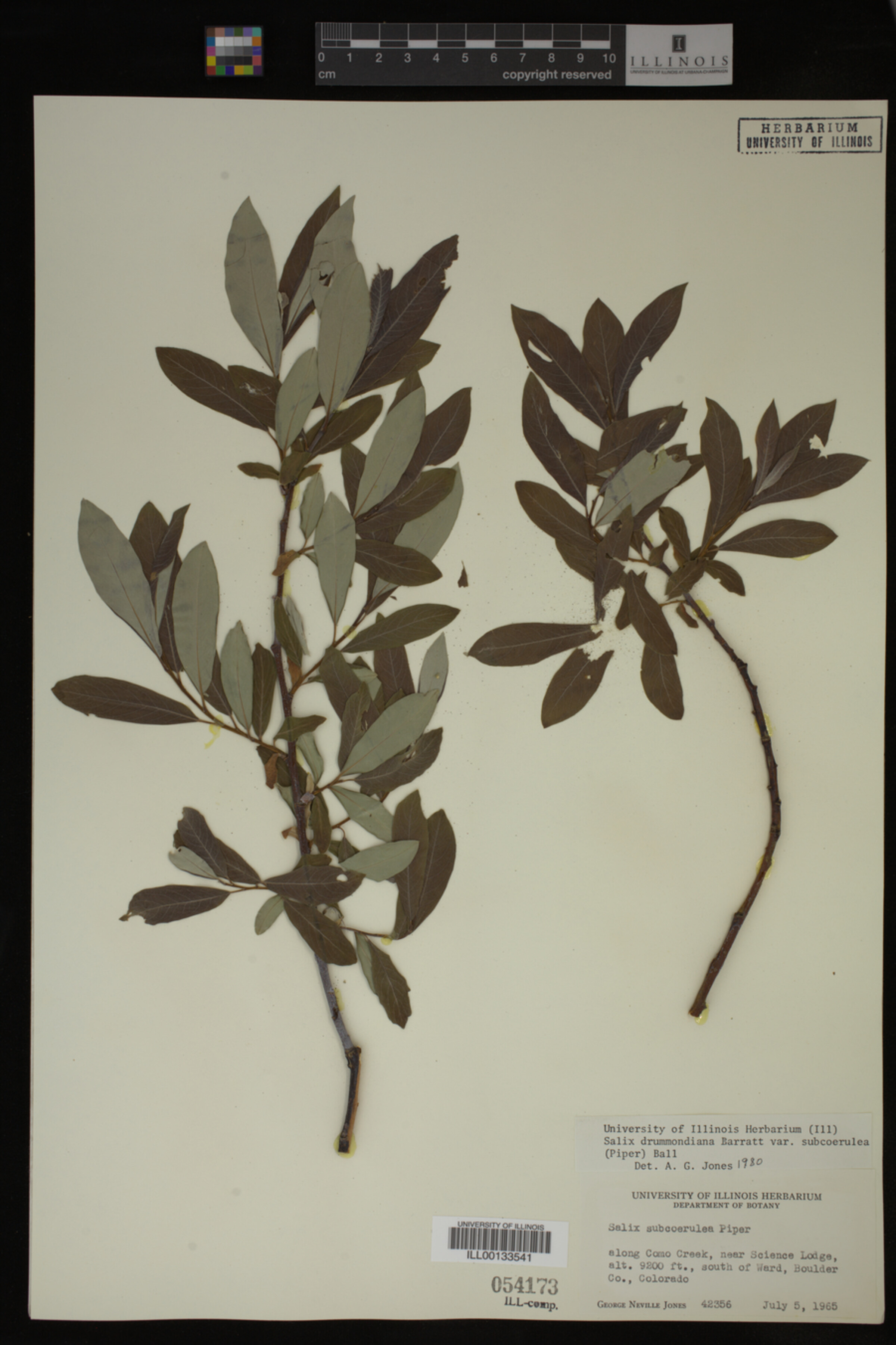 Salix drummondiana image
