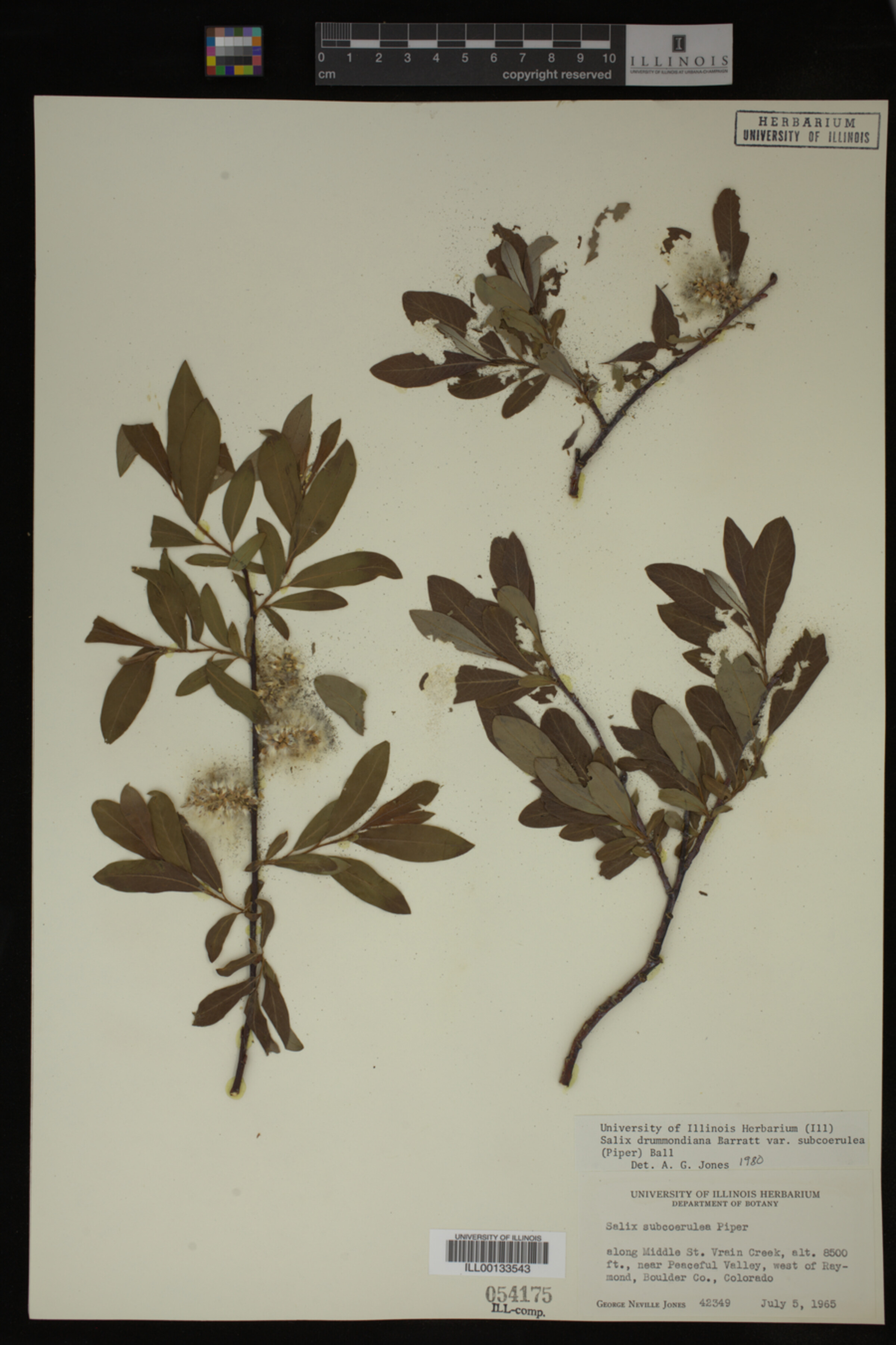 Salix drummondiana image