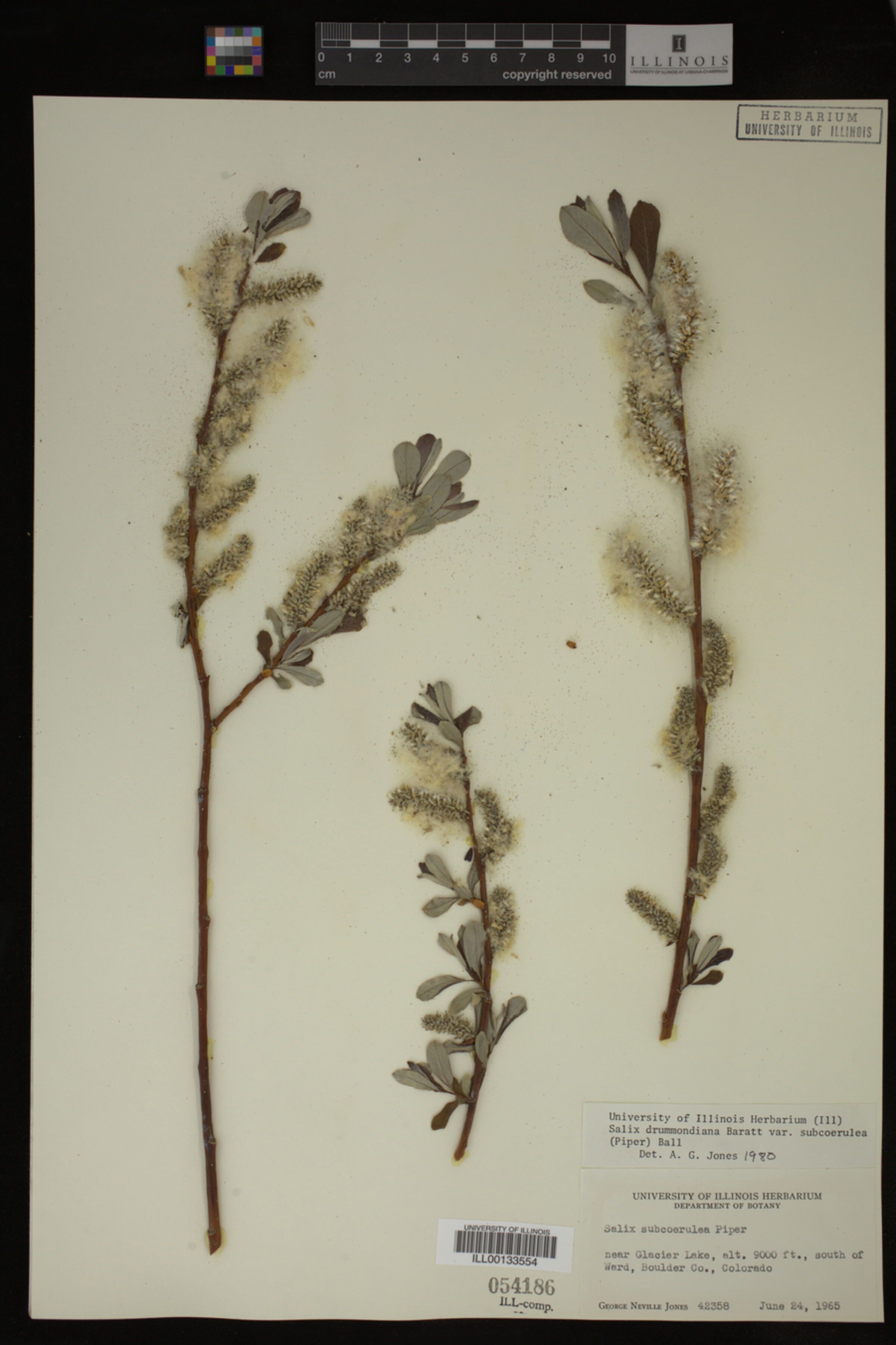 Salix drummondiana image