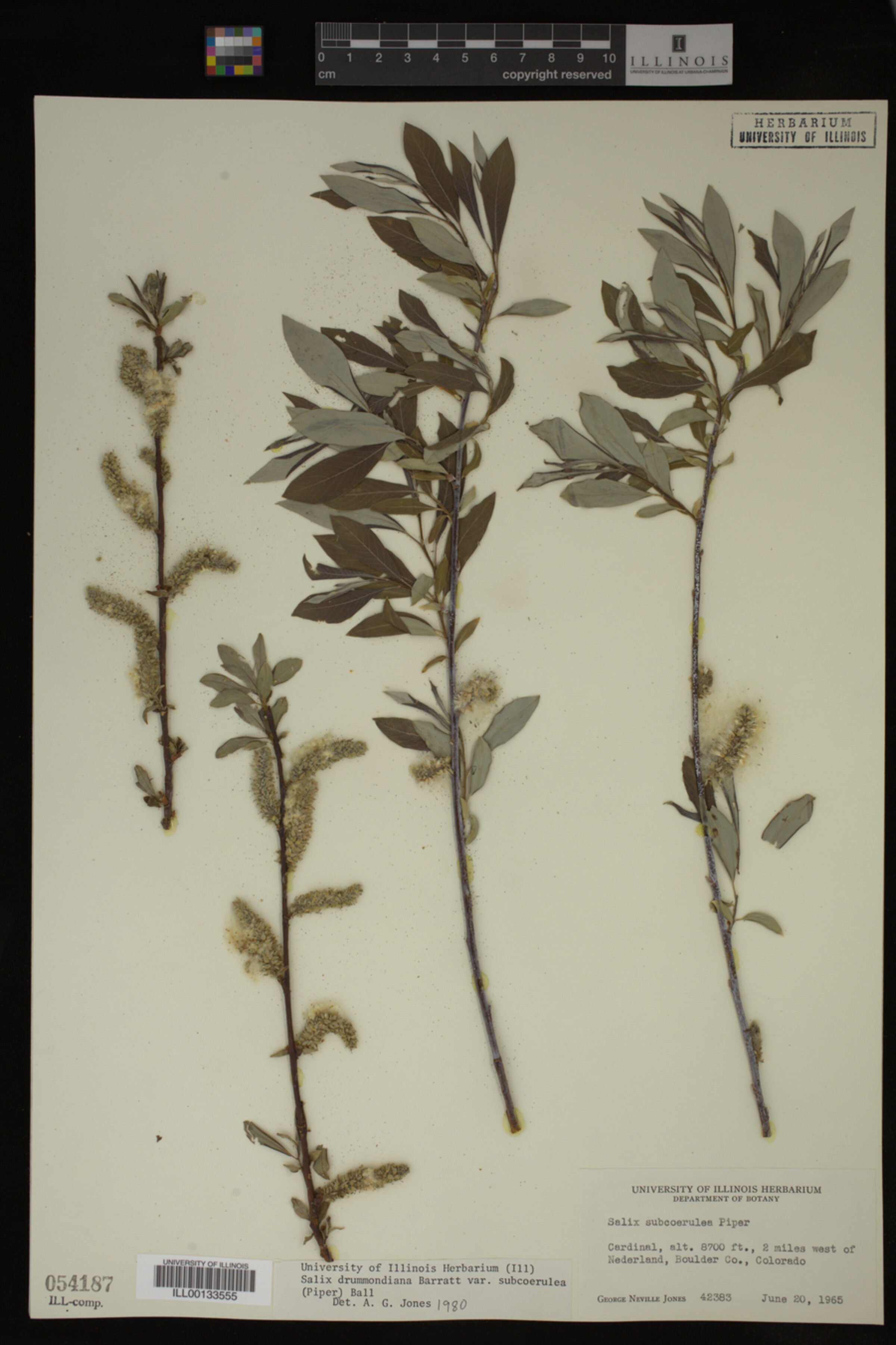 Salix drummondiana image