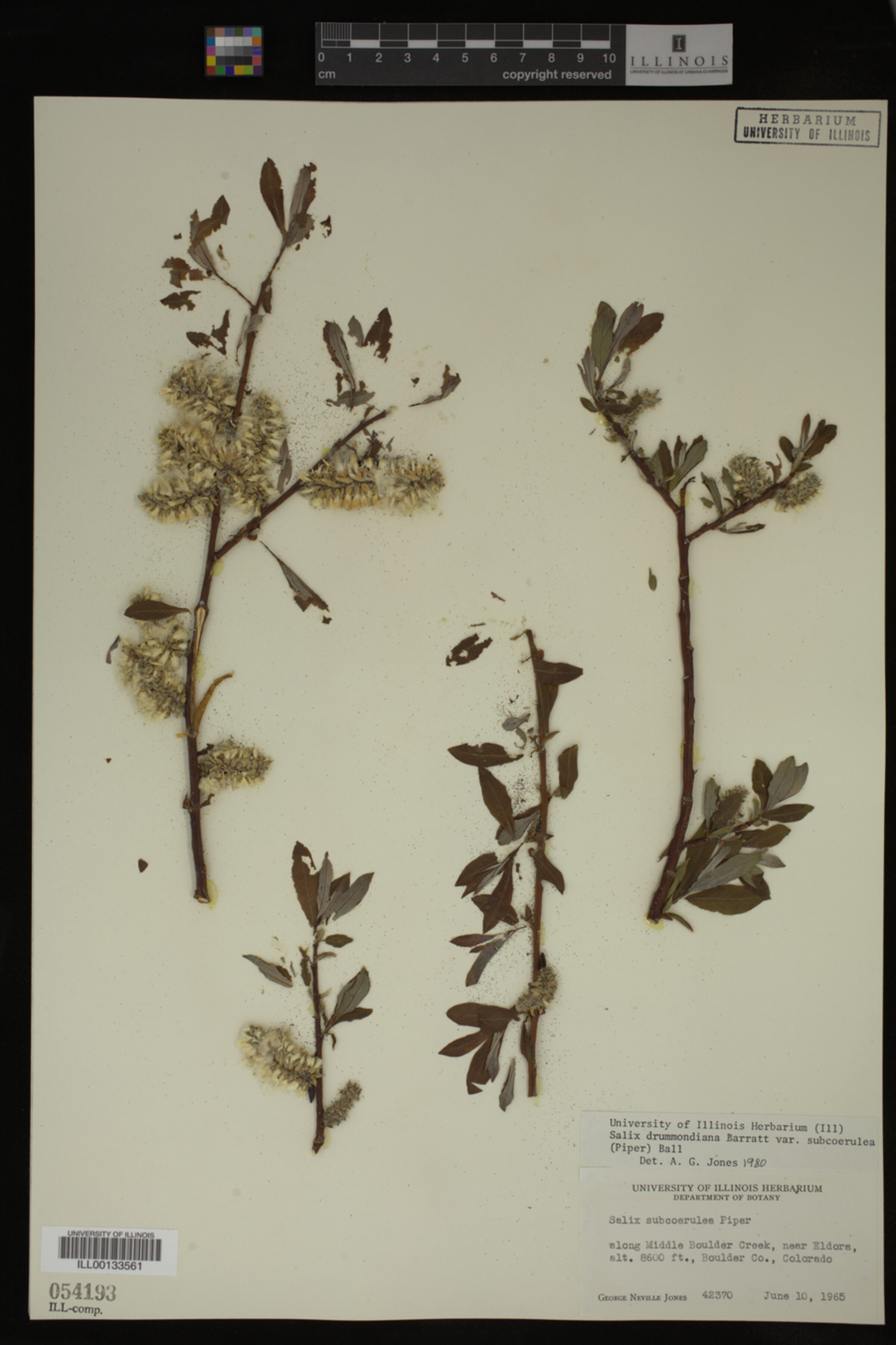 Salix drummondiana image
