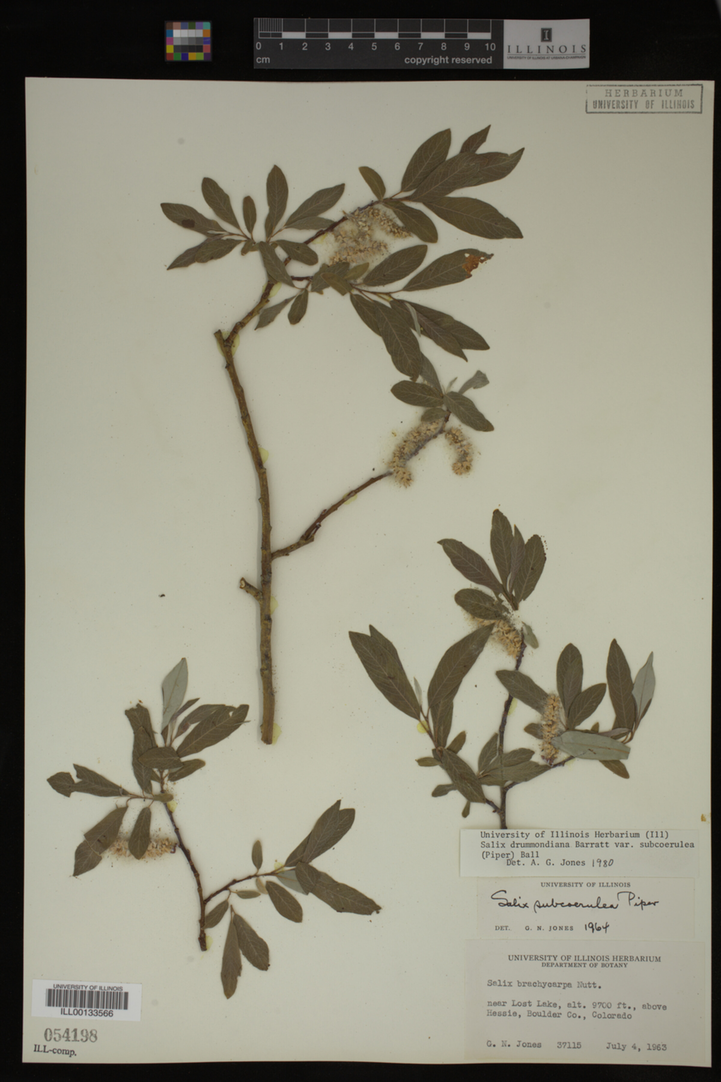Salix drummondiana image
