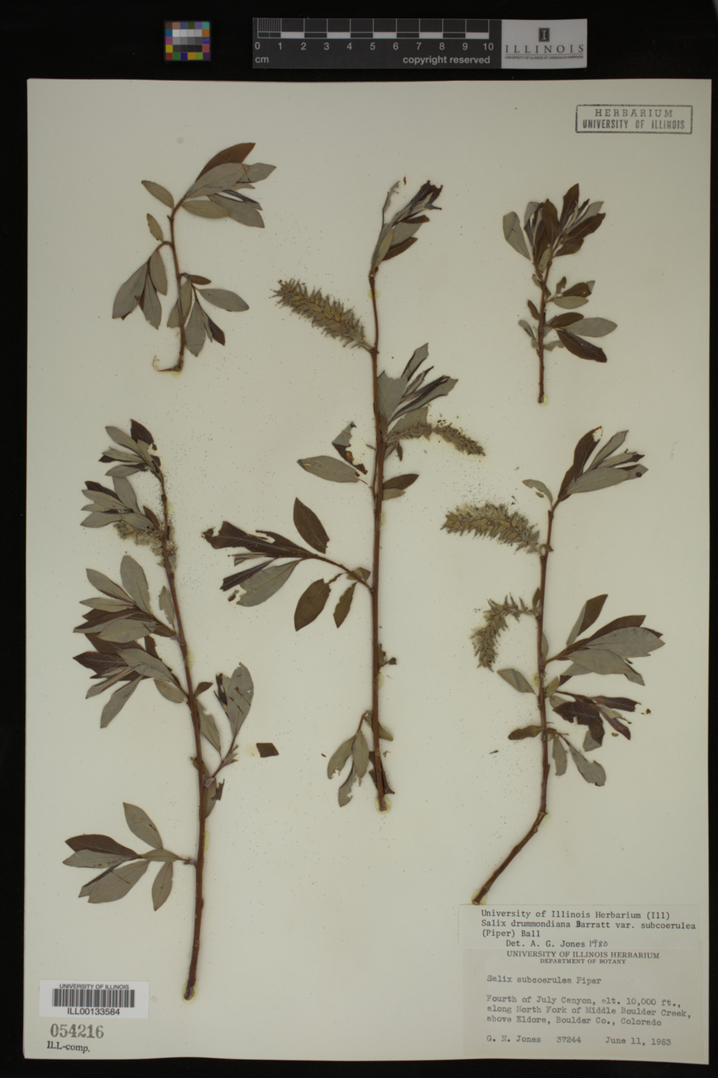 Salix drummondiana image