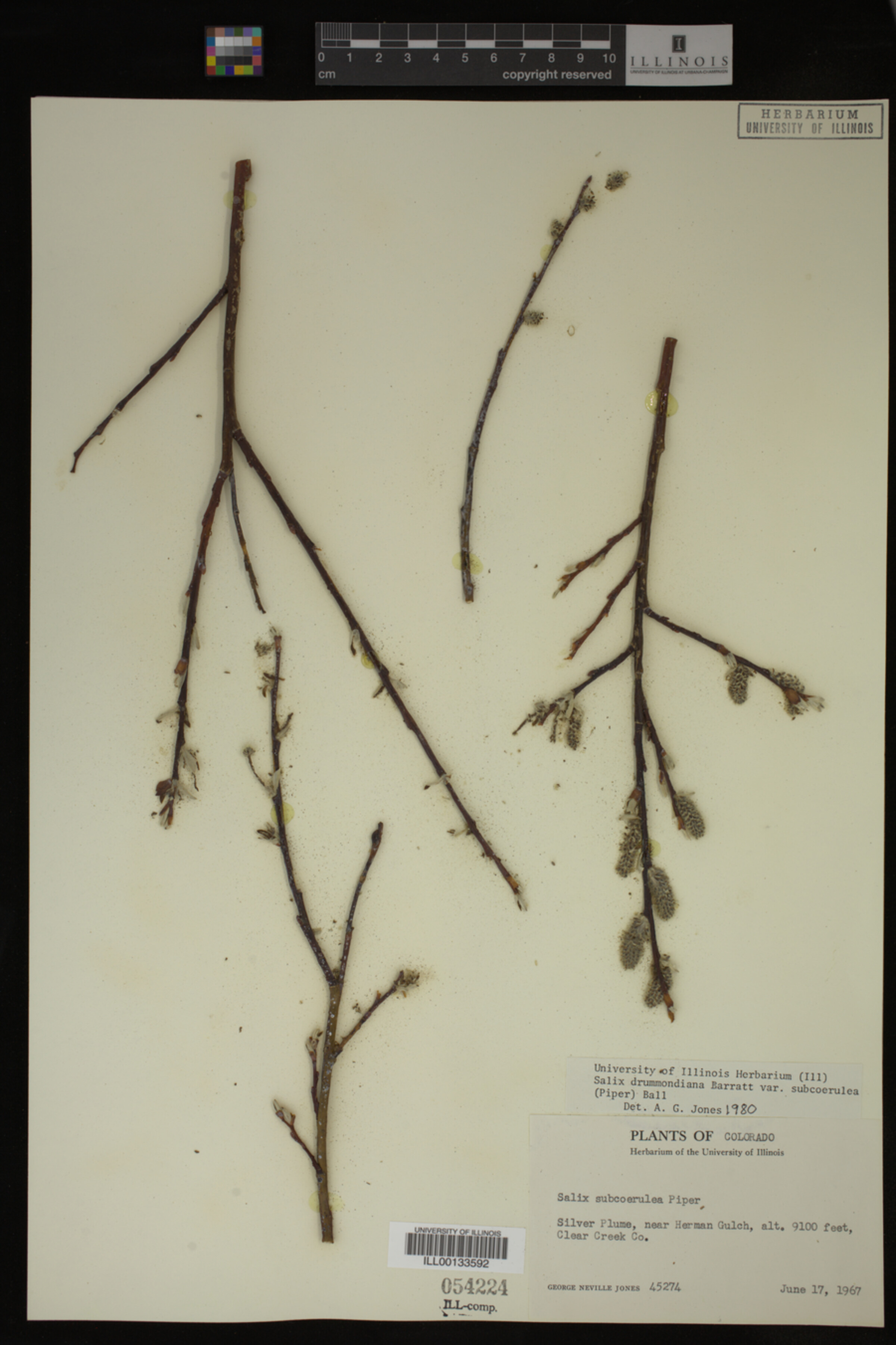 Salix drummondiana image