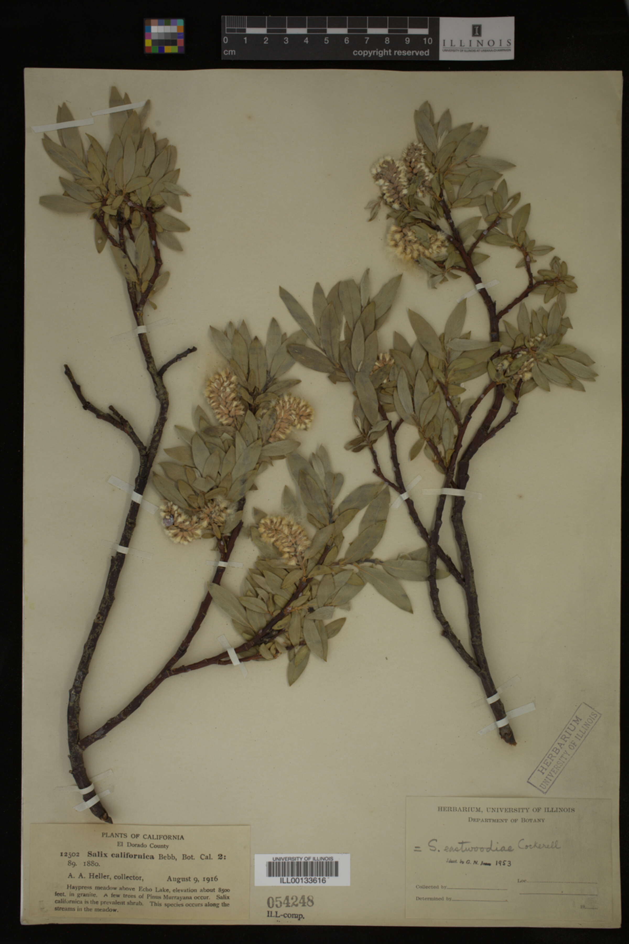 Salix eastwoodiae image