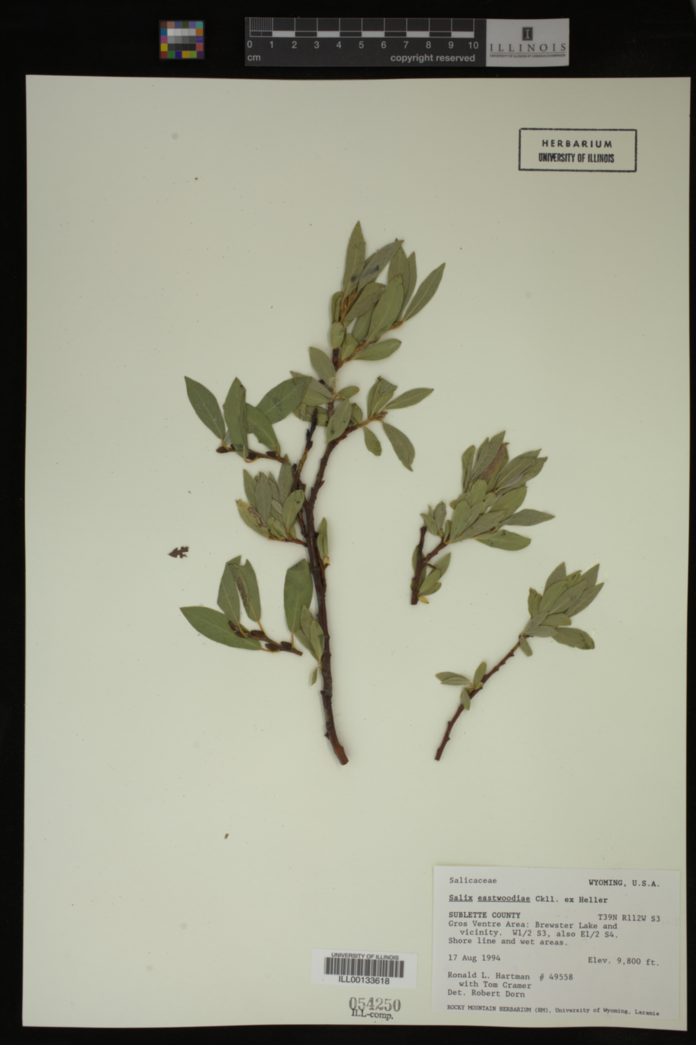 Salix eastwoodiae image