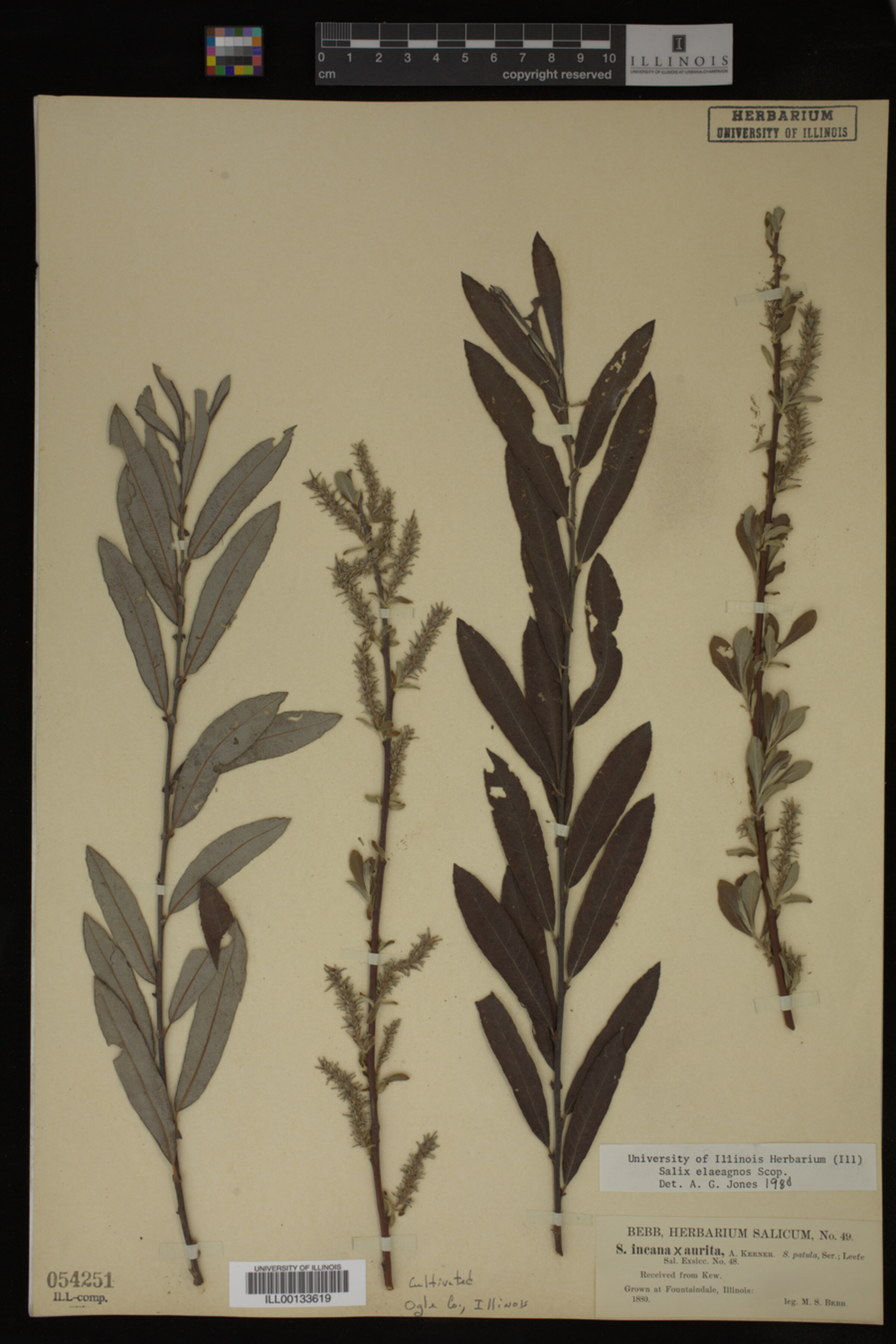 Salix eleagnos image