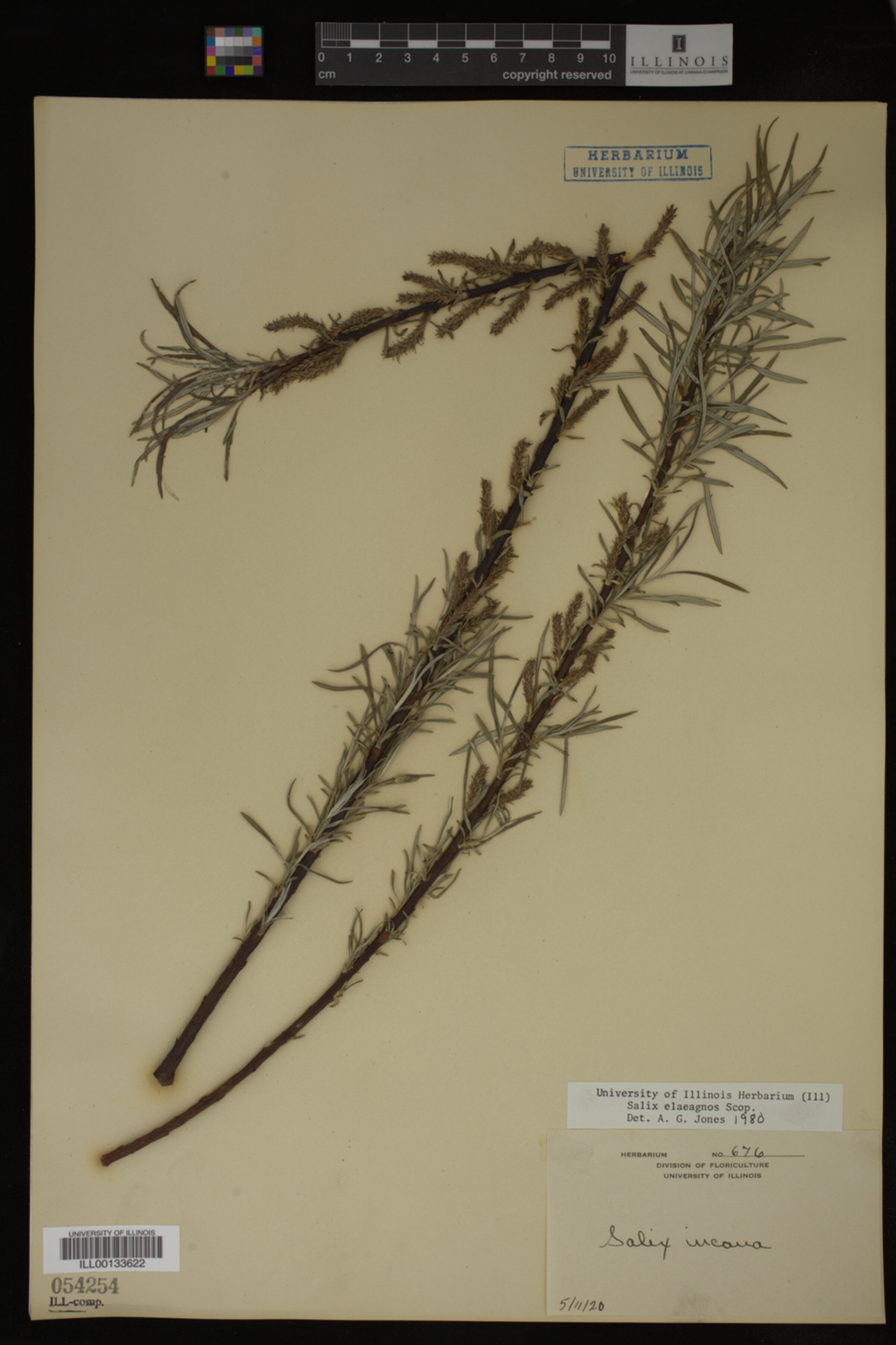 Salix eleagnos image