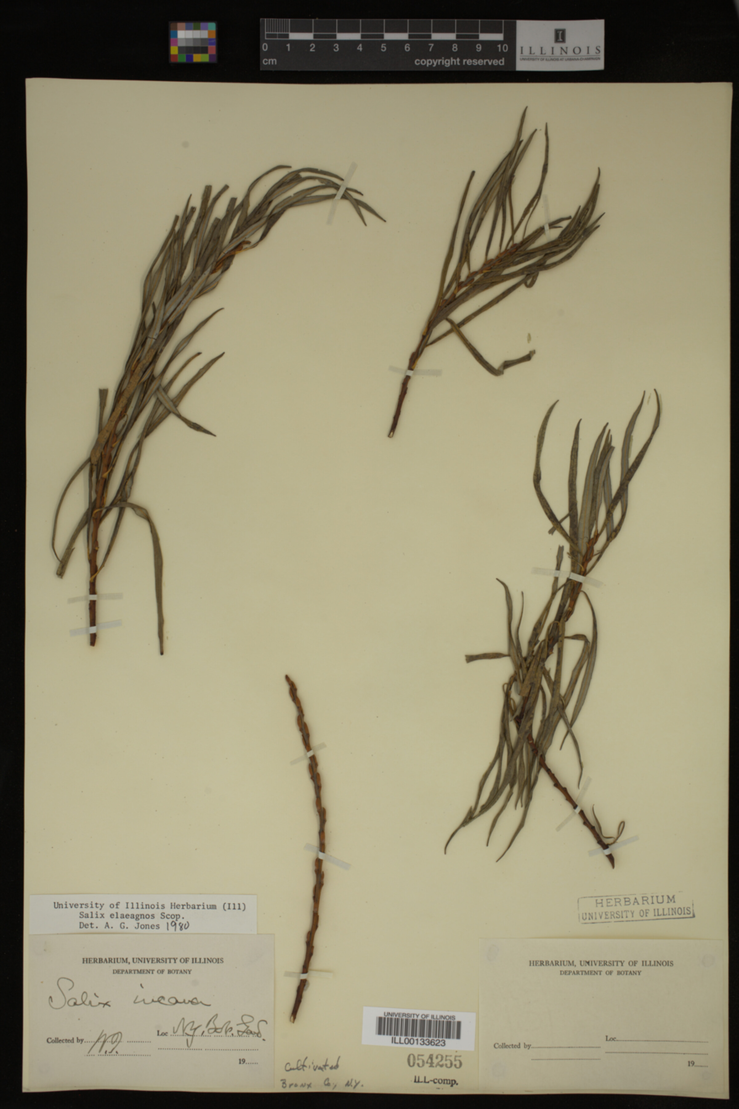 Salix eleagnos image