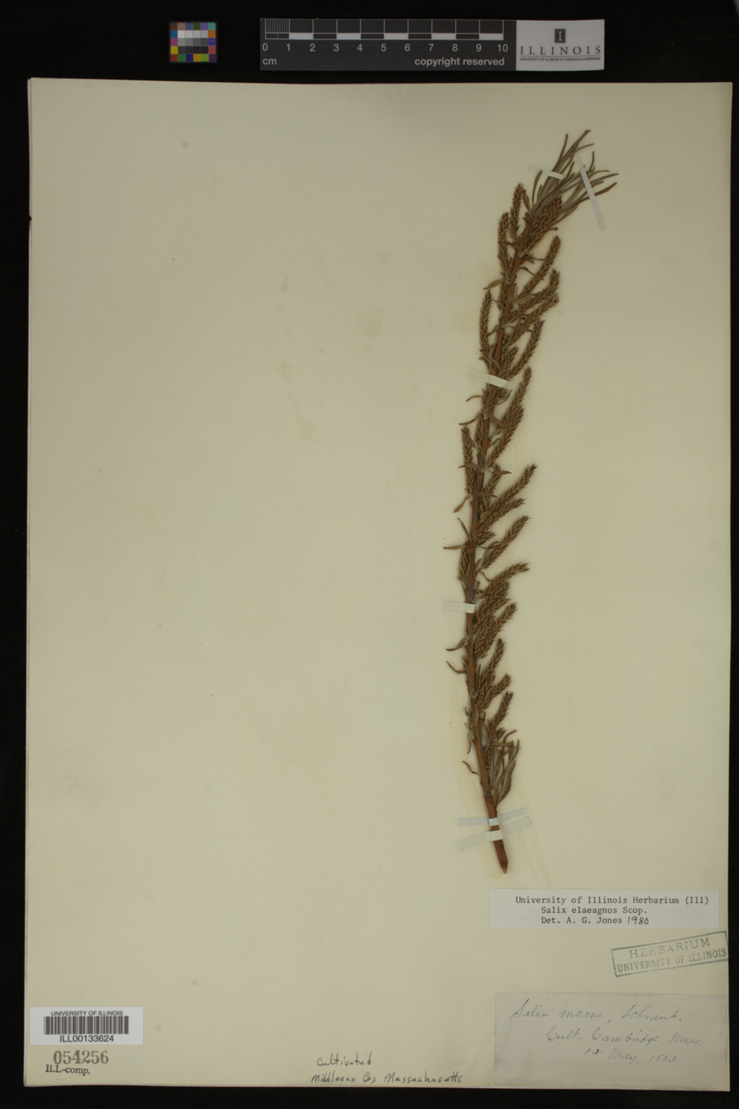 Salix eleagnos image