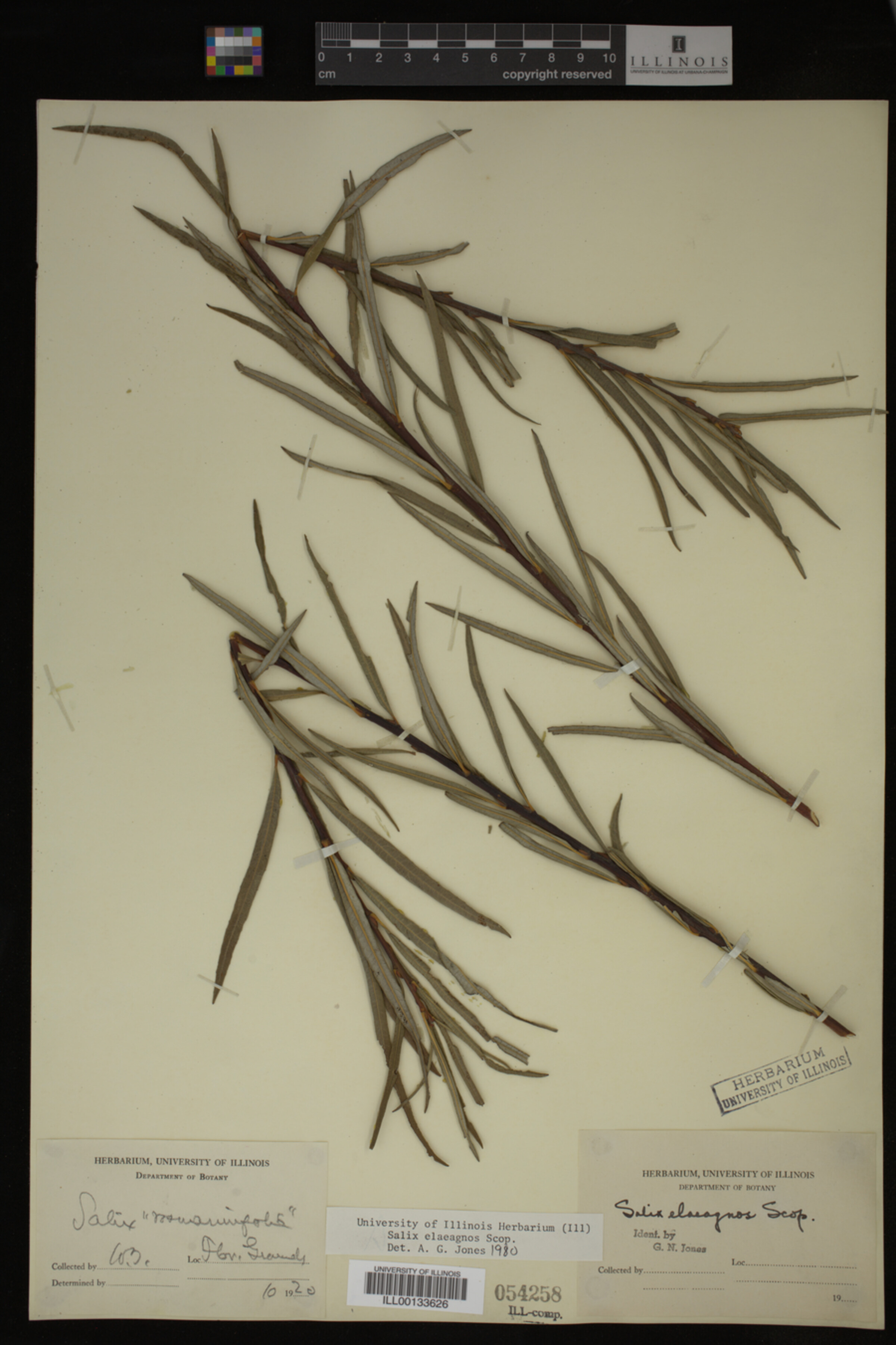 Salix eleagnos image