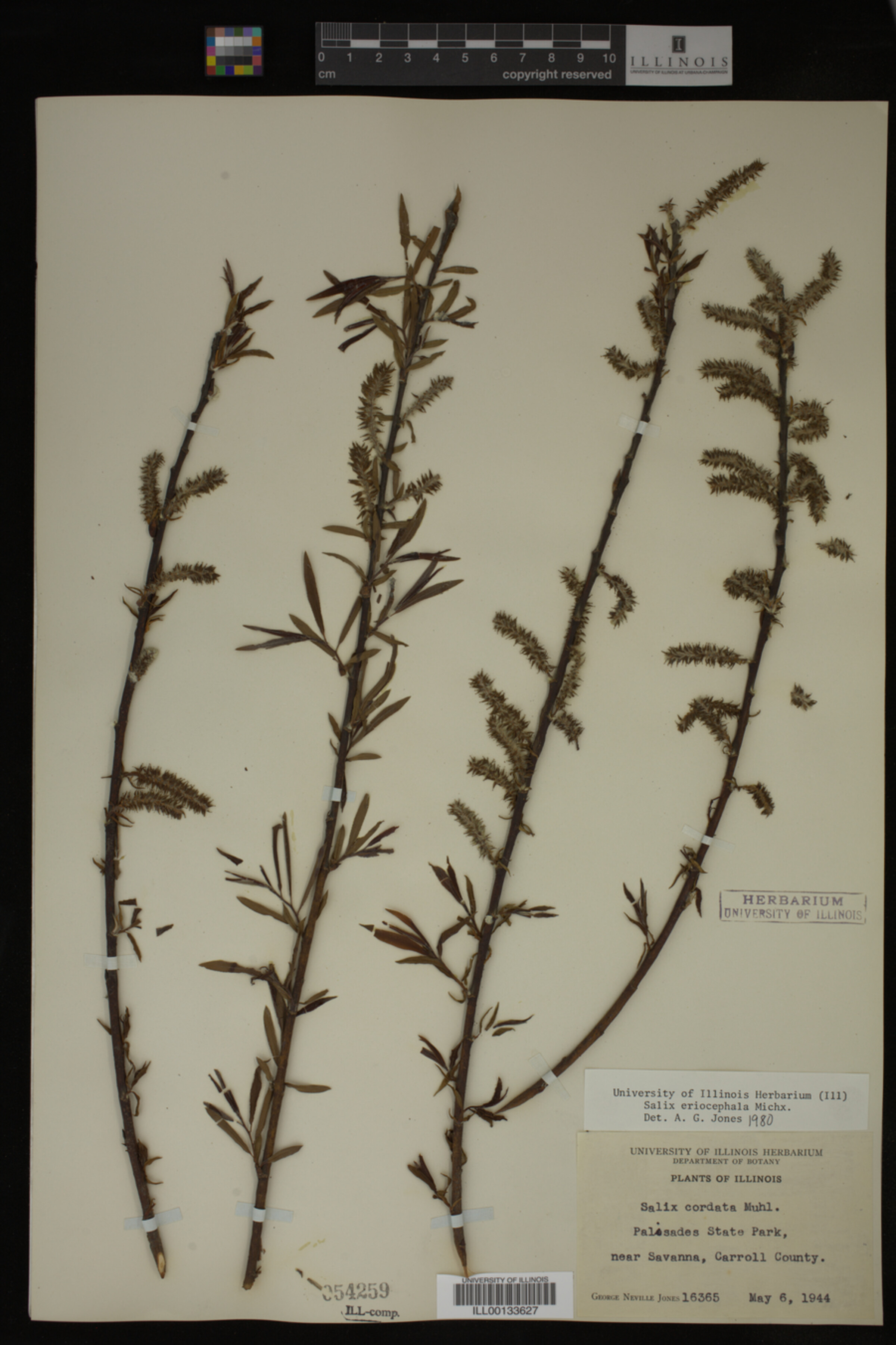 Salix eriocephala image