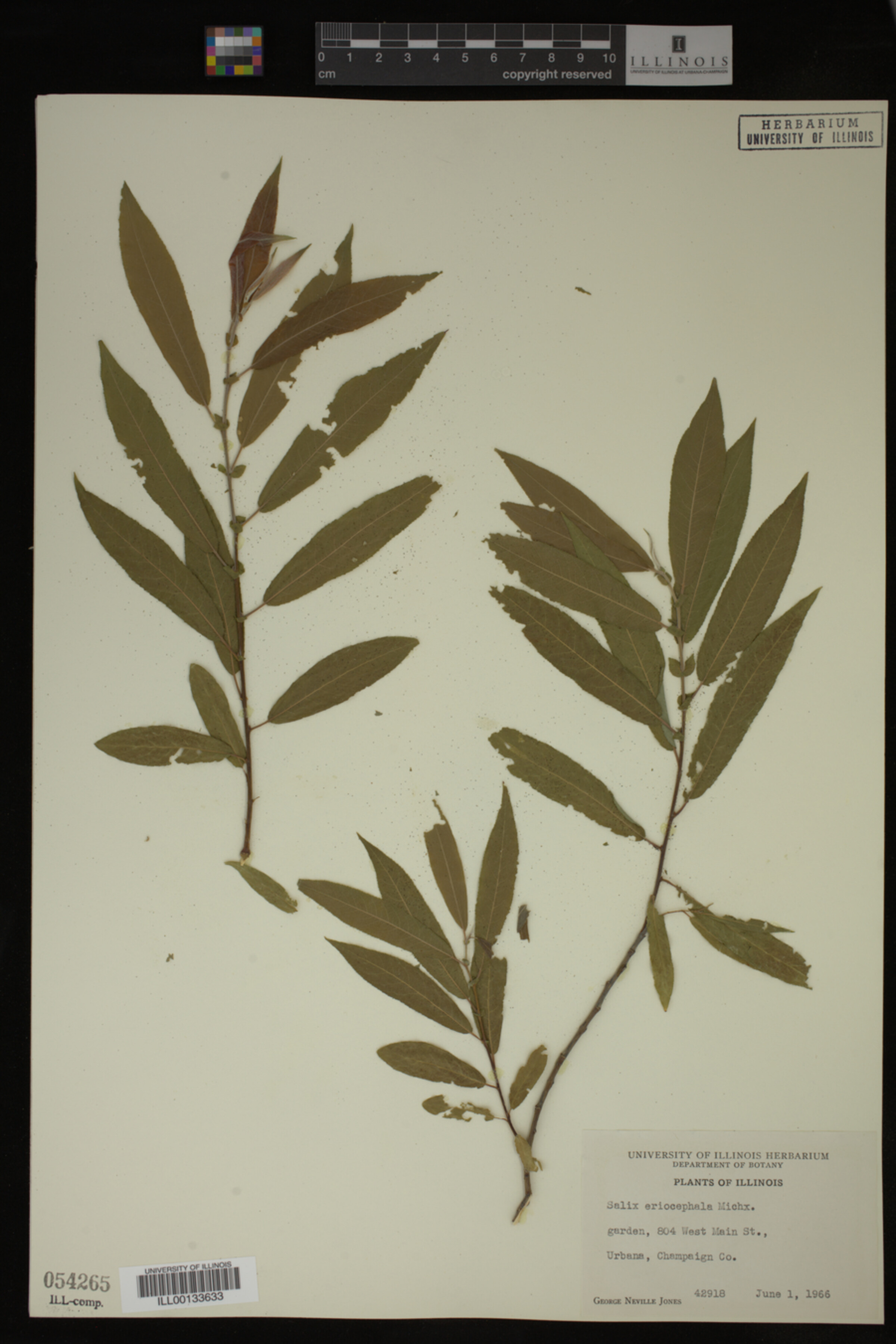 Salix eriocephala image