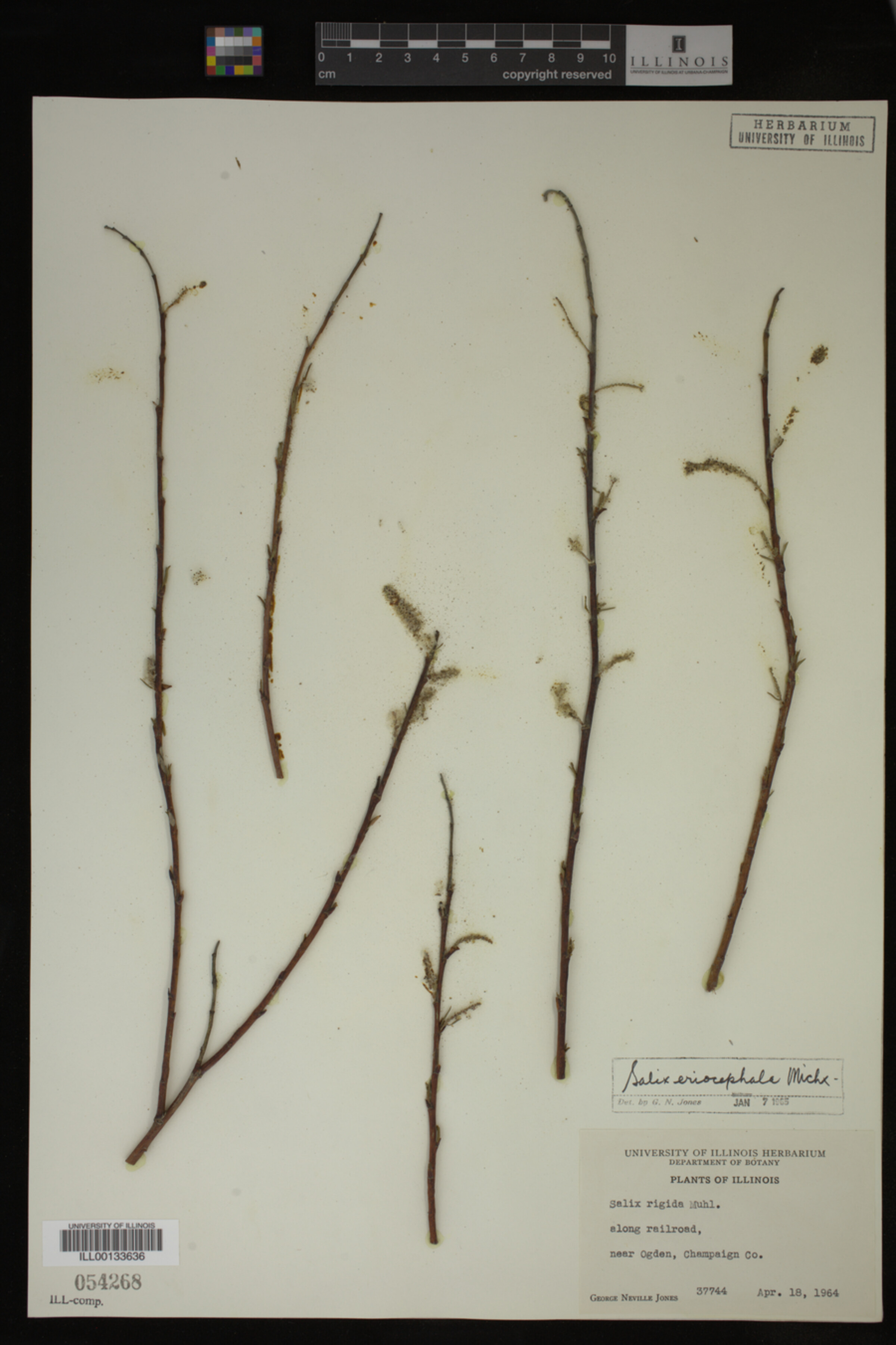 Salix eriocephala image