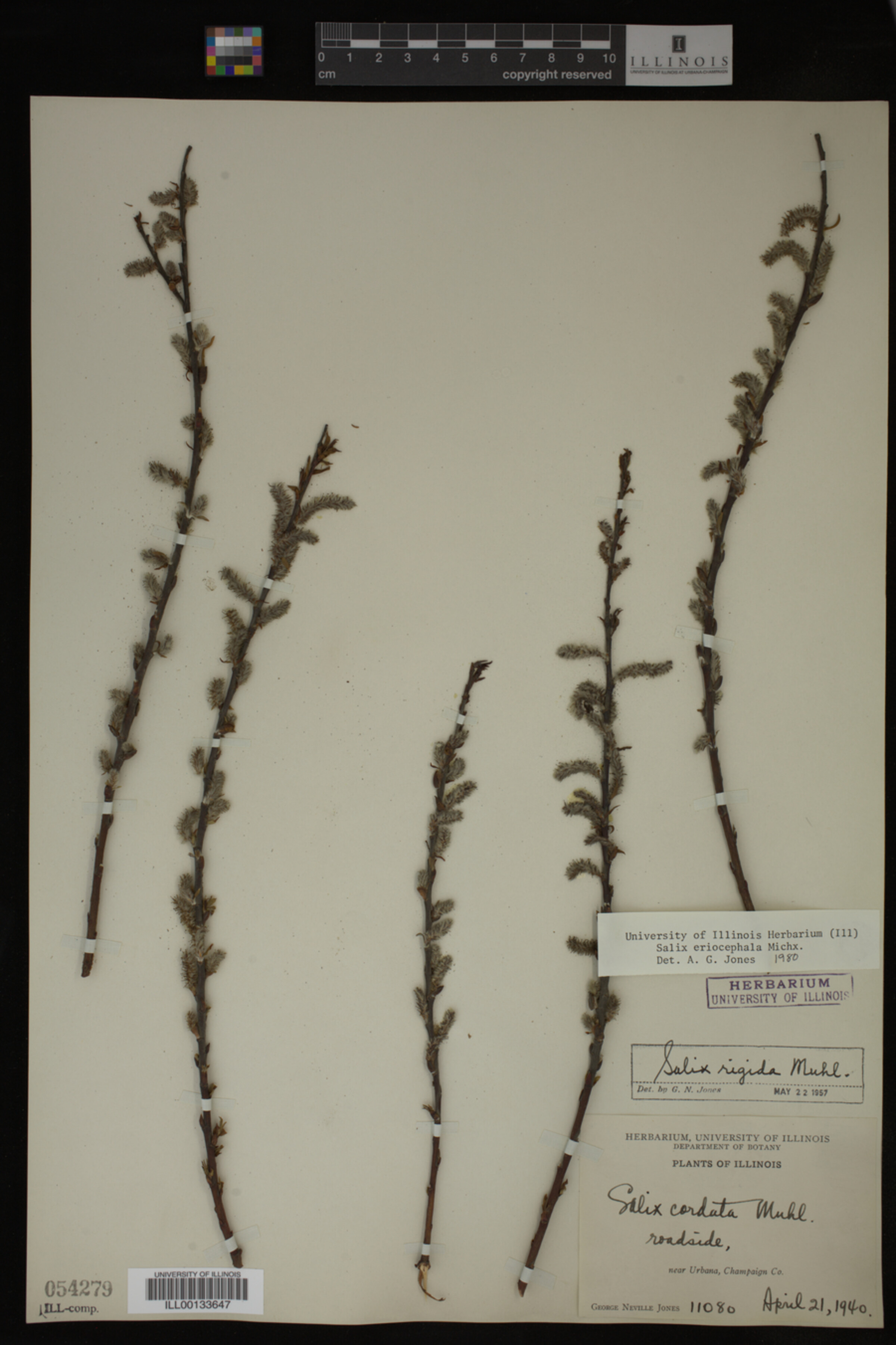 Salix eriocephala image