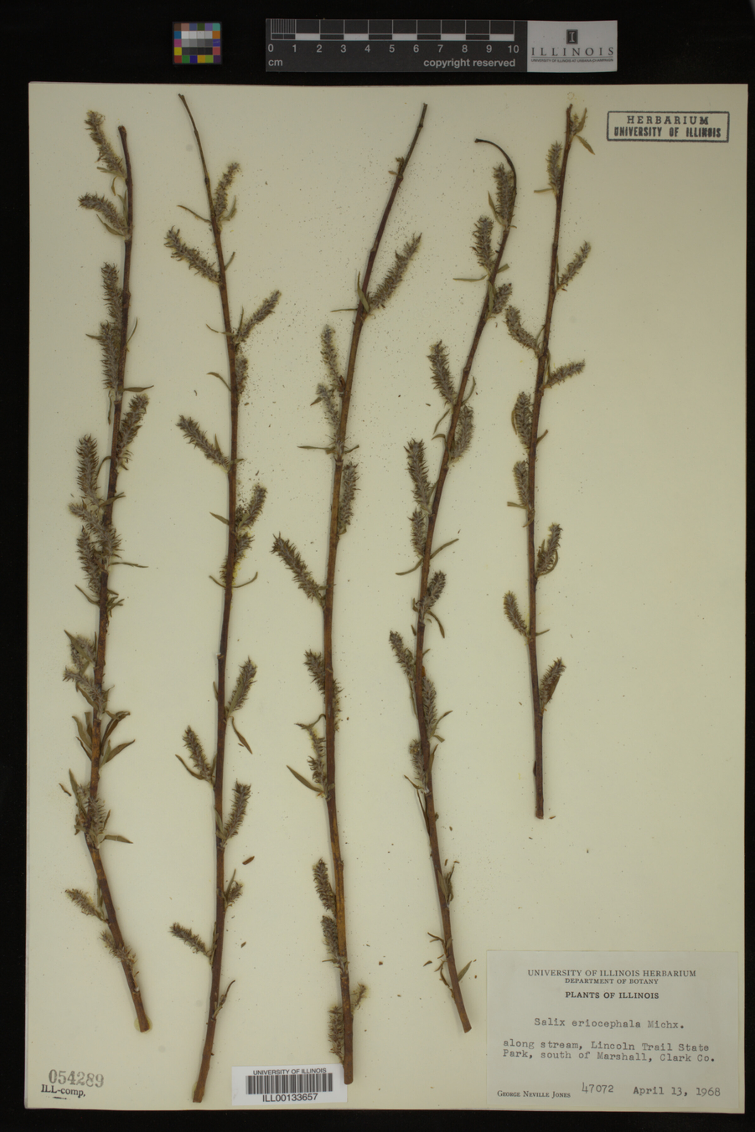 Salix eriocephala image