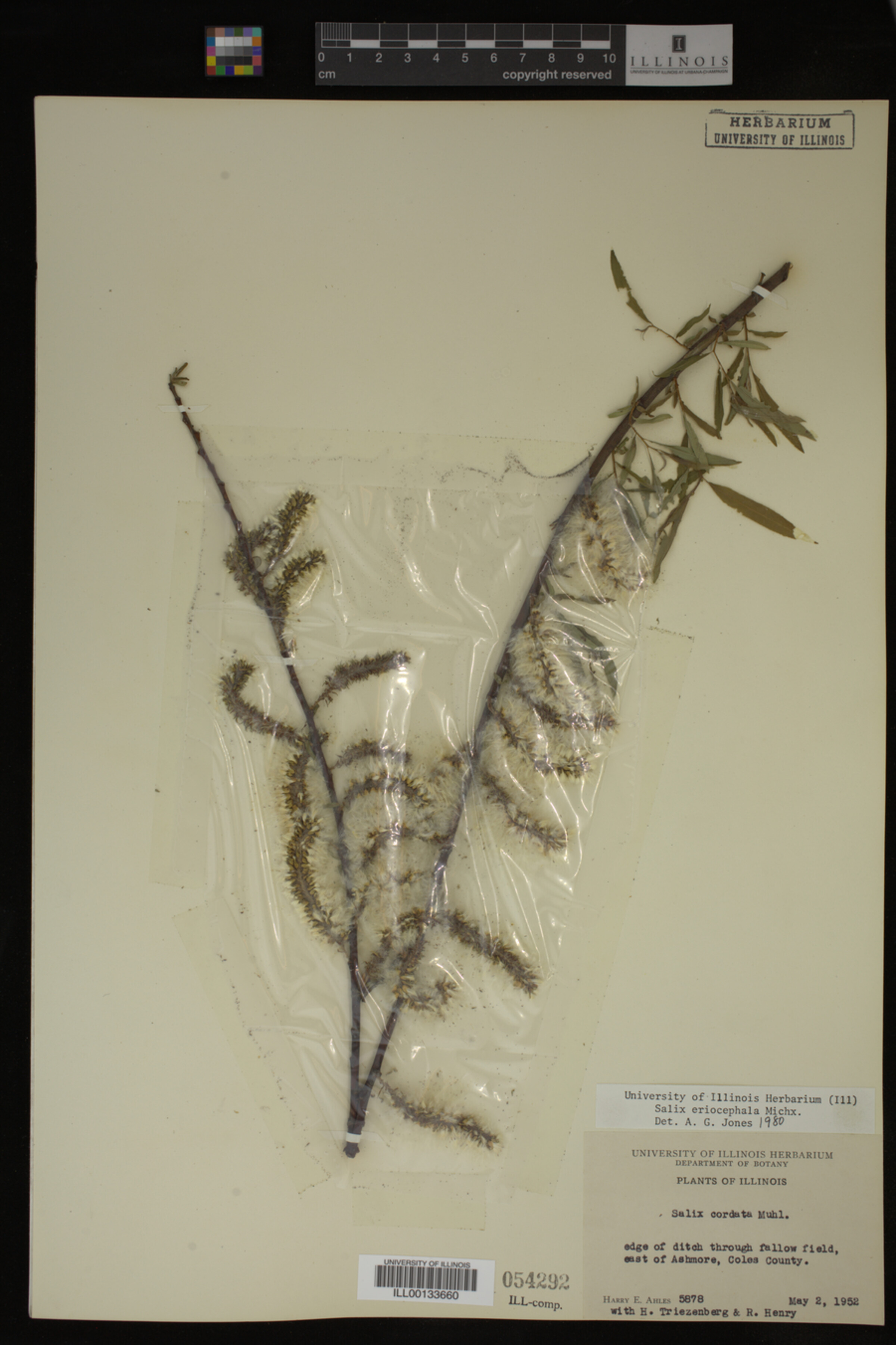Salix eriocephala image