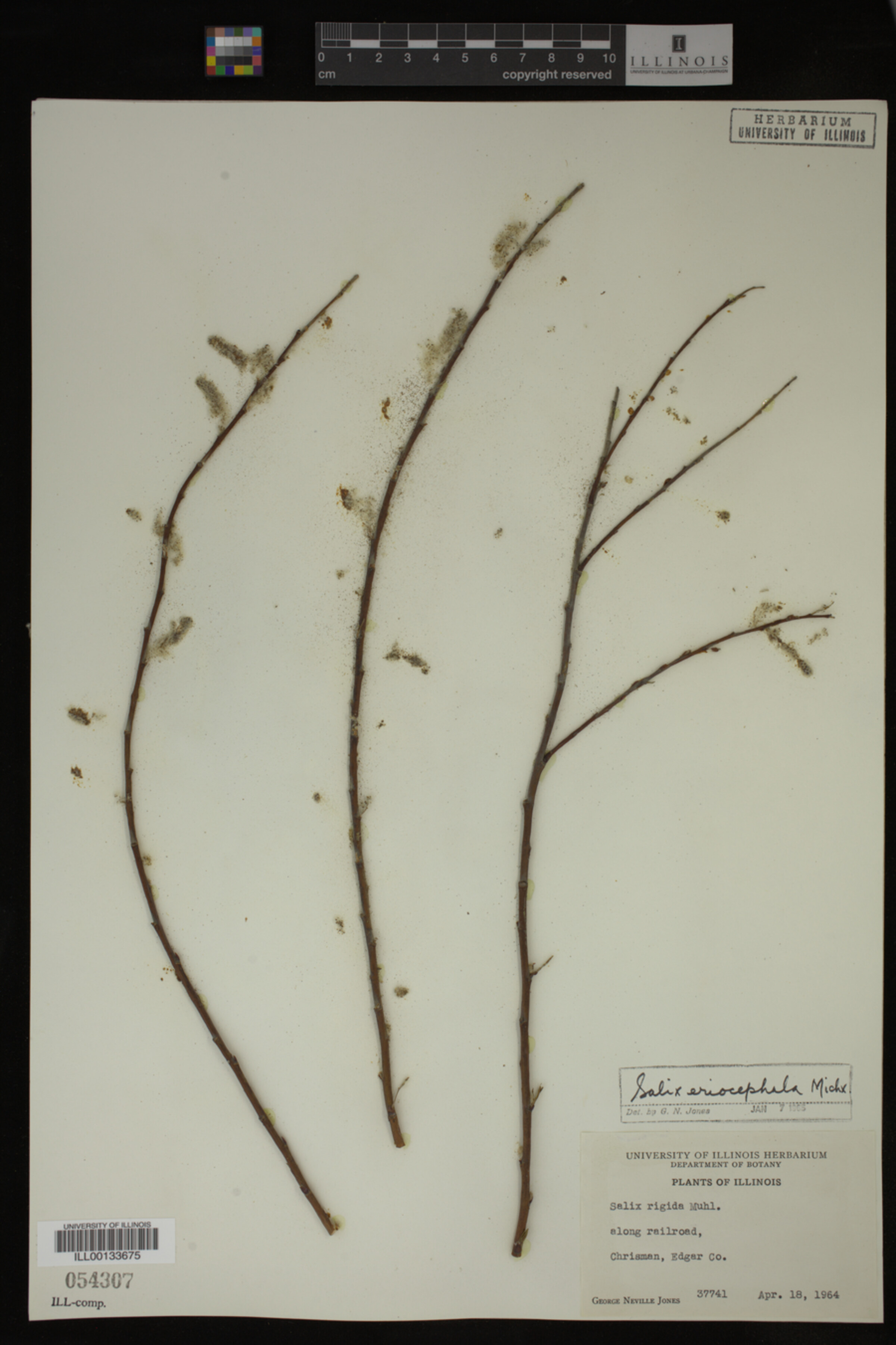 Salix eriocephala image