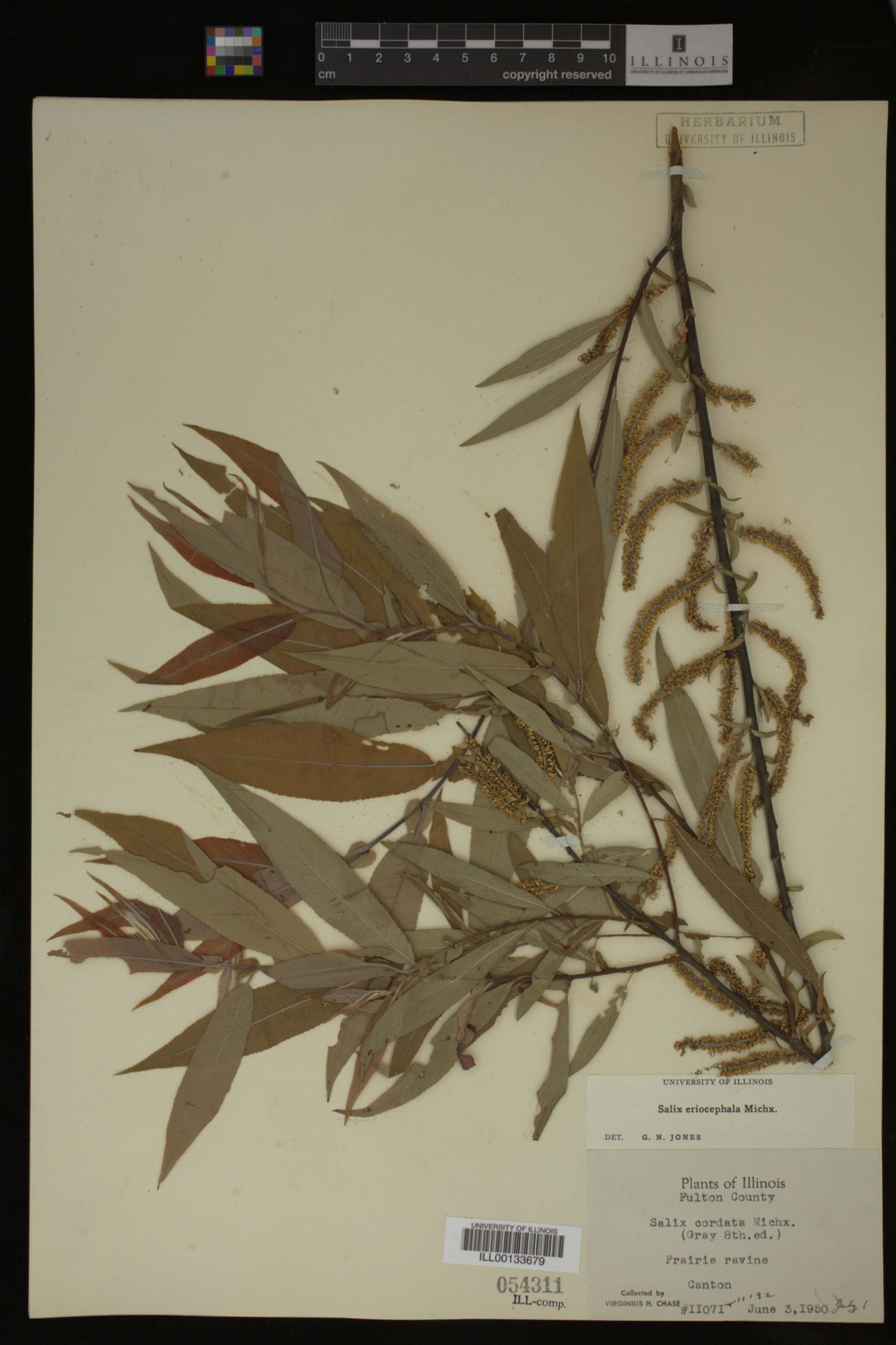 Salix eriocephala image