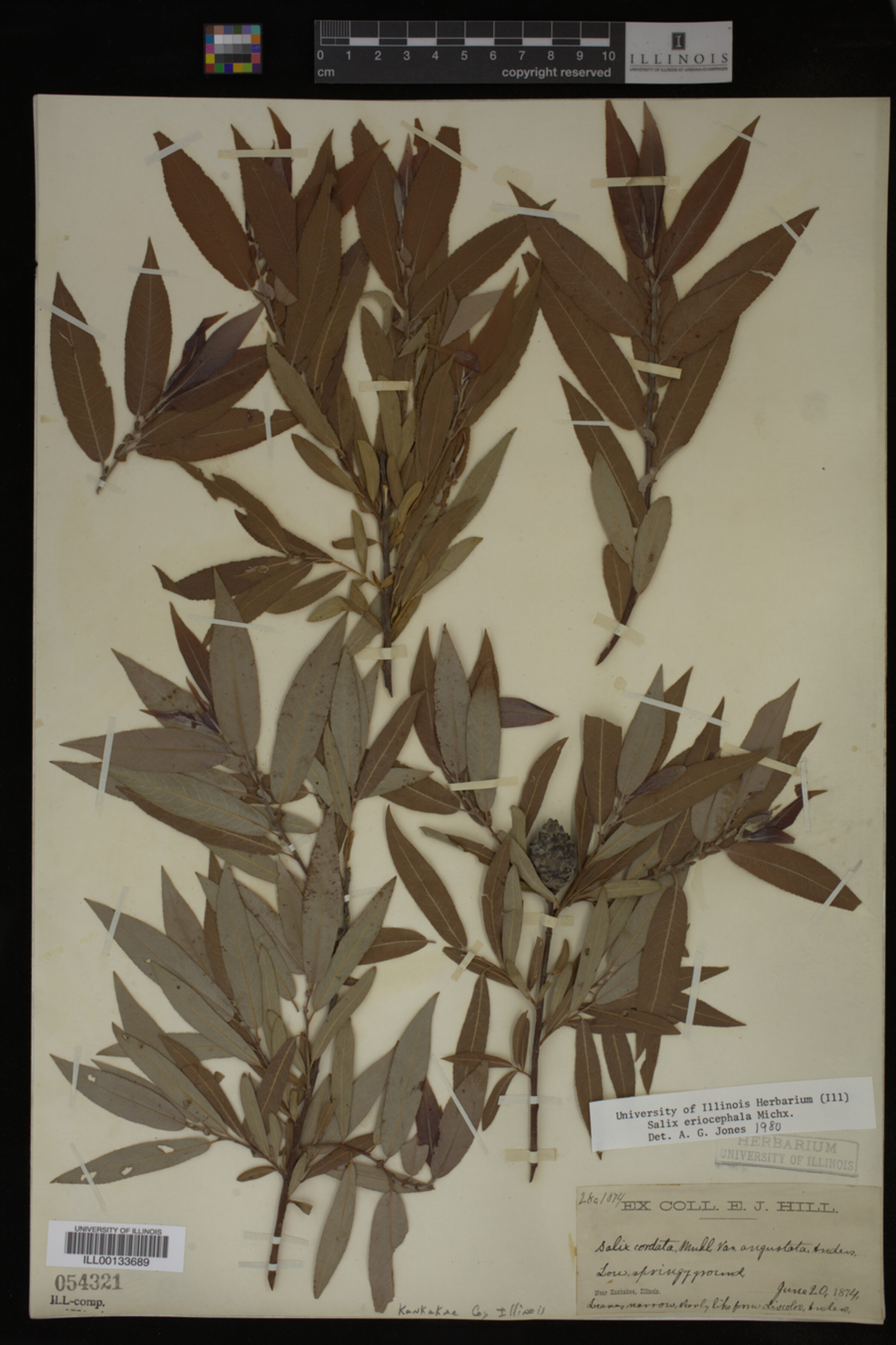Salix eriocephala image