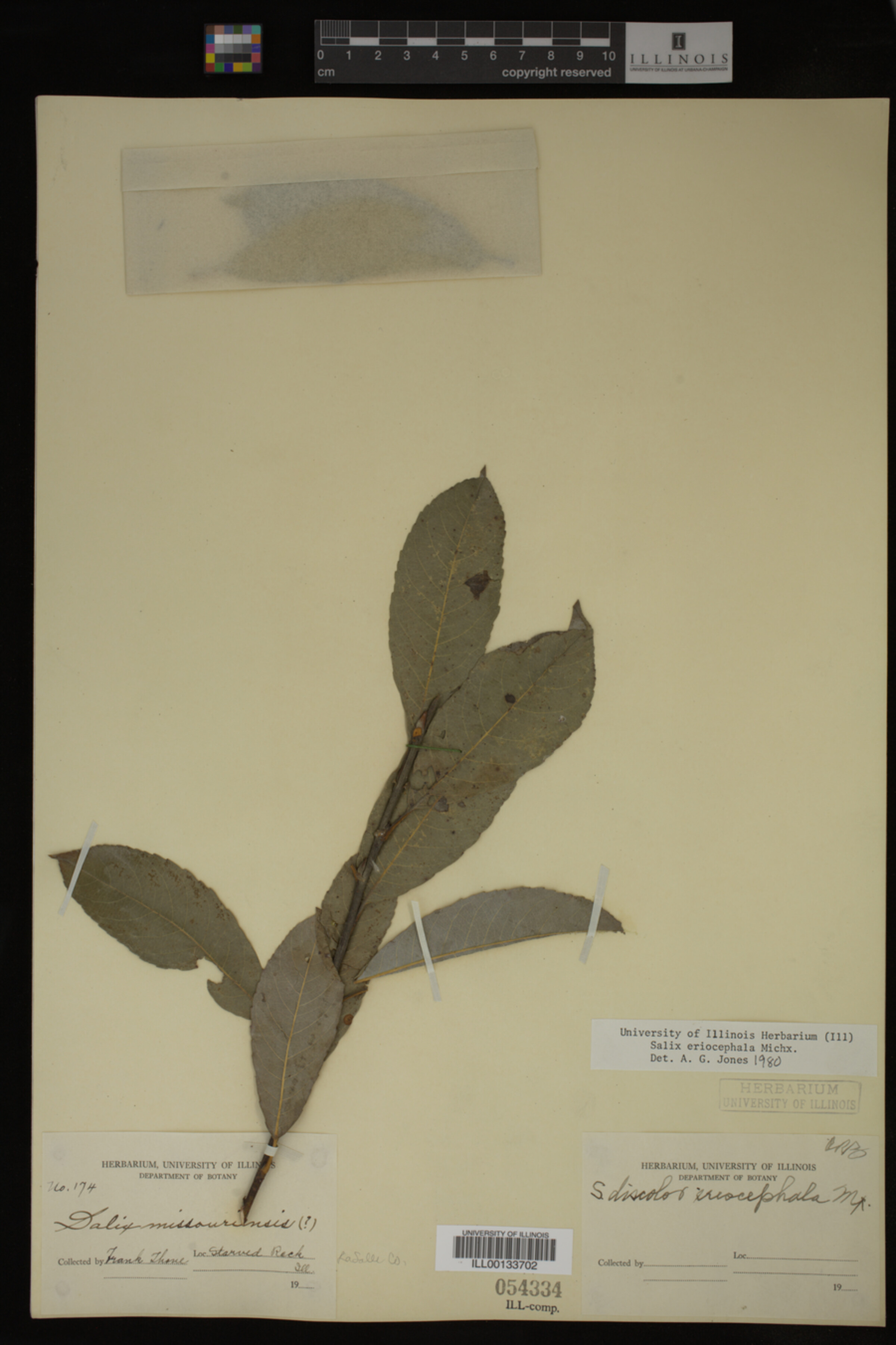 Salix eriocephala image