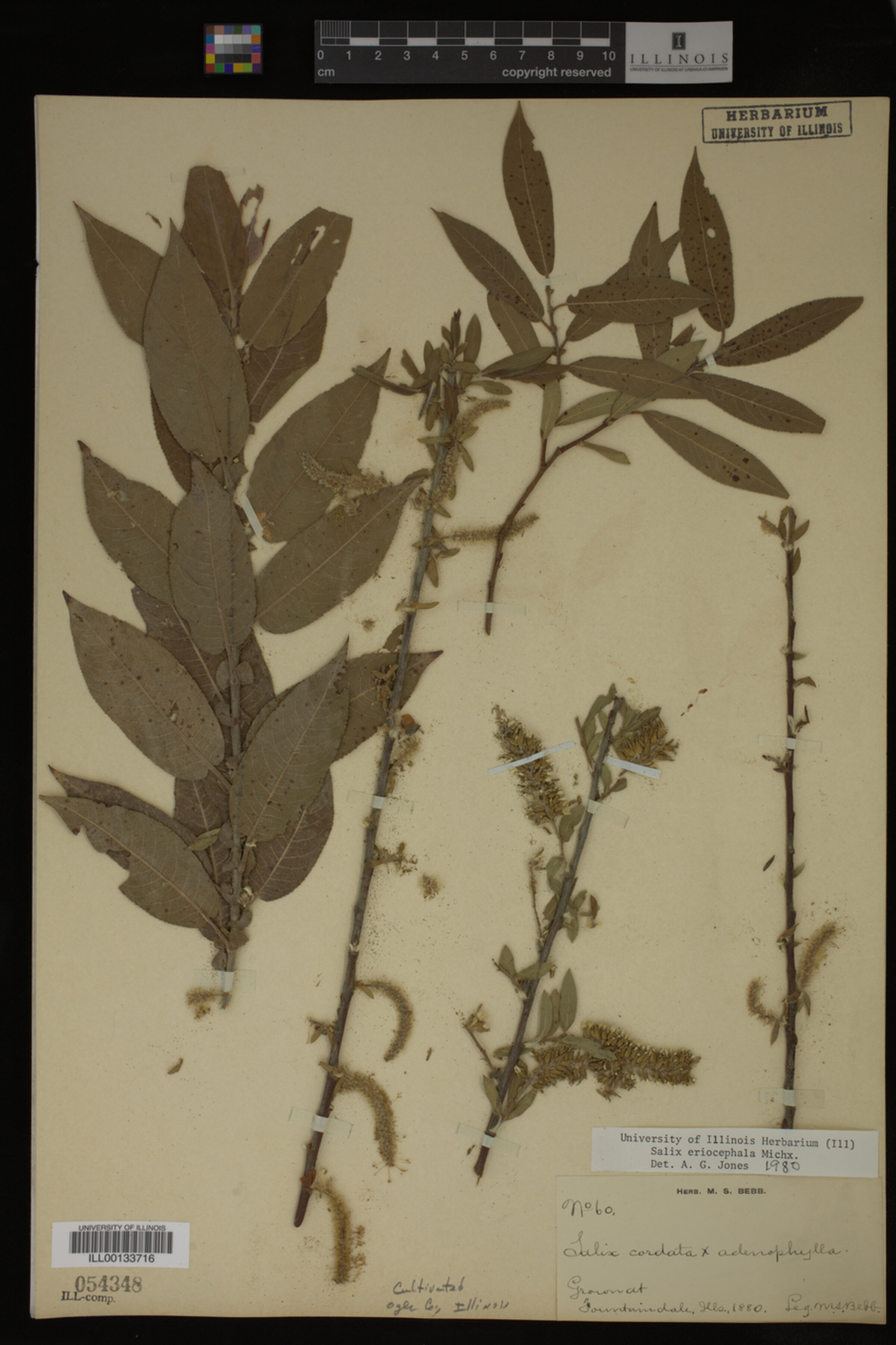 Salix eriocephala image