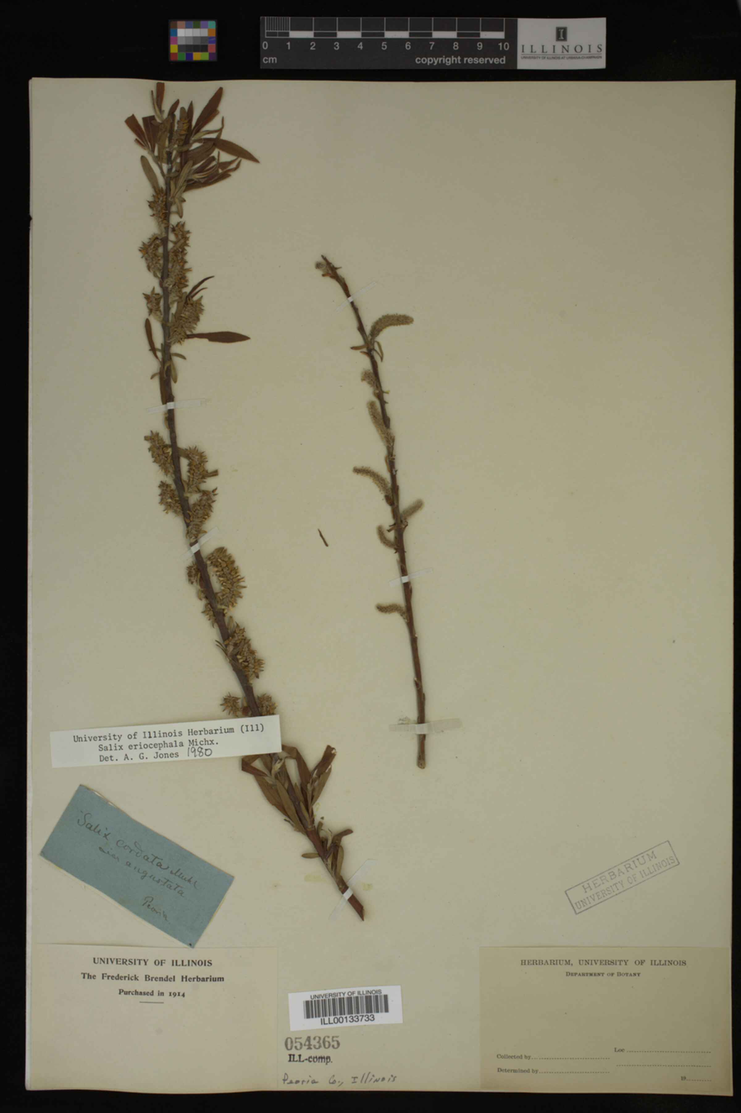 Salix eriocephala image