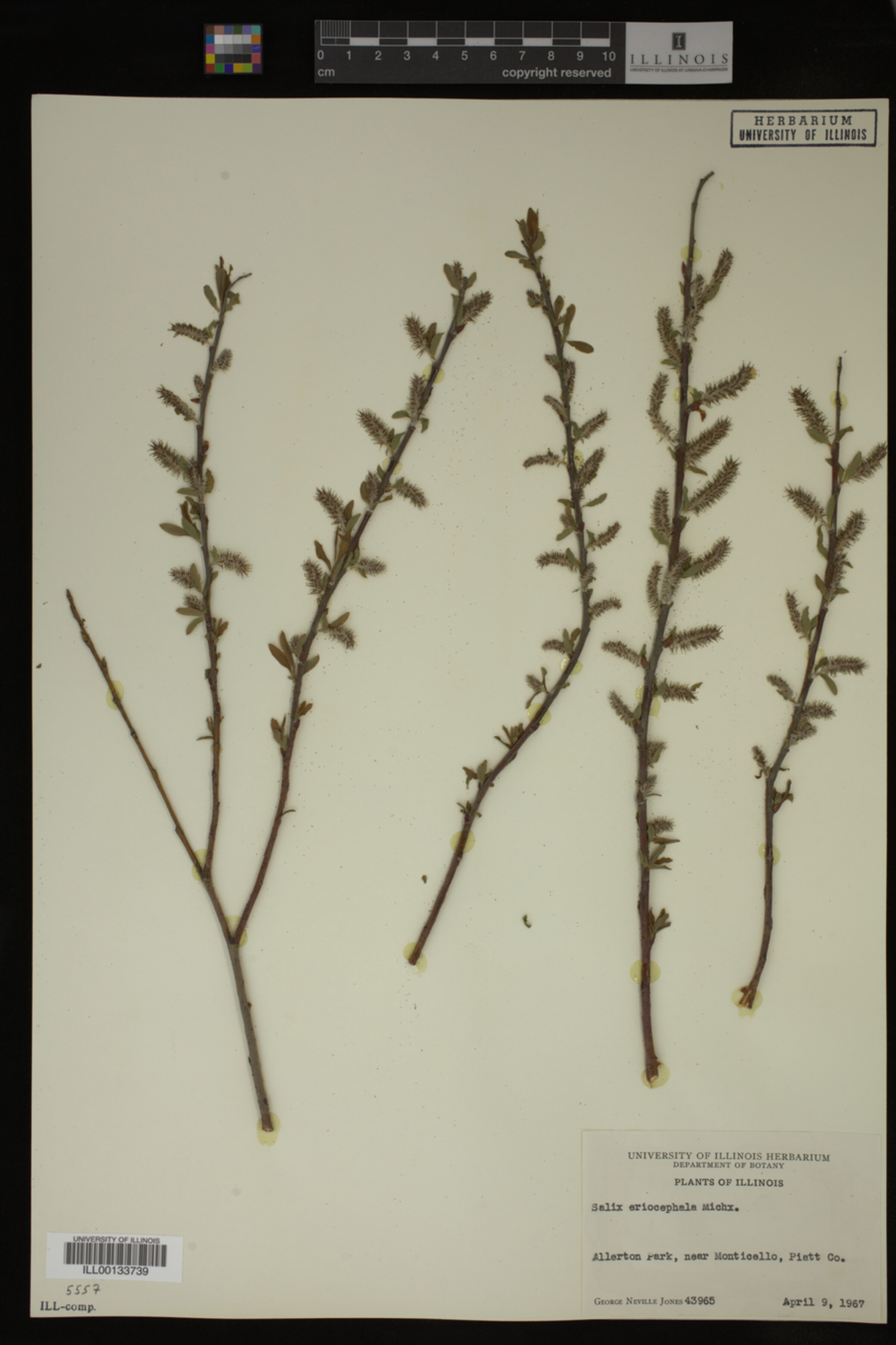 Salix eriocephala image