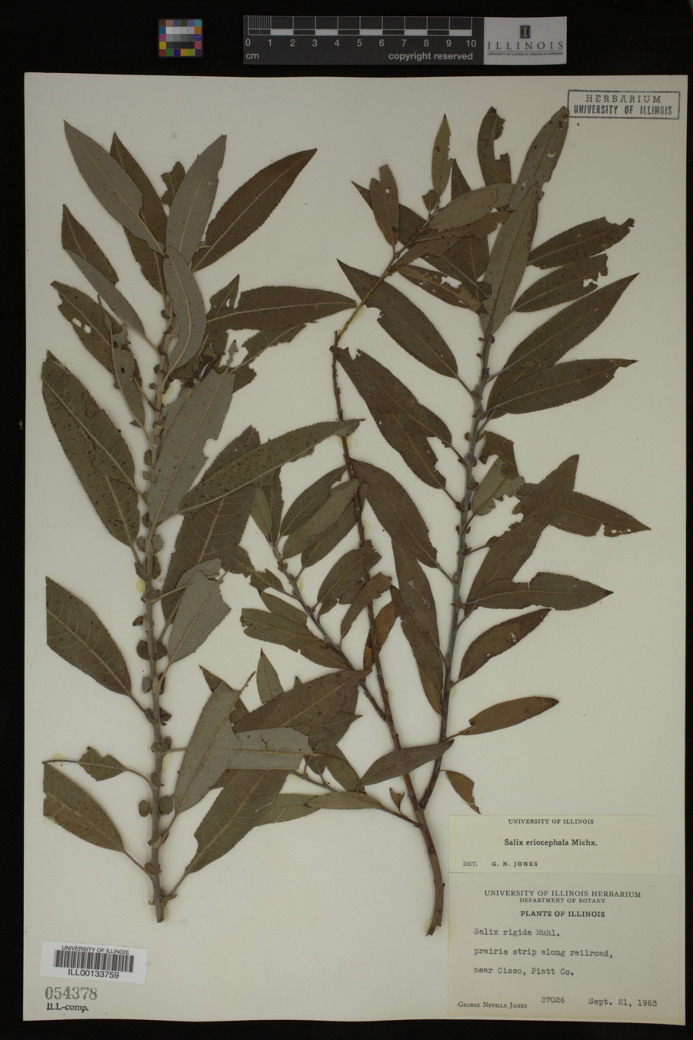 Salix eriocephala image