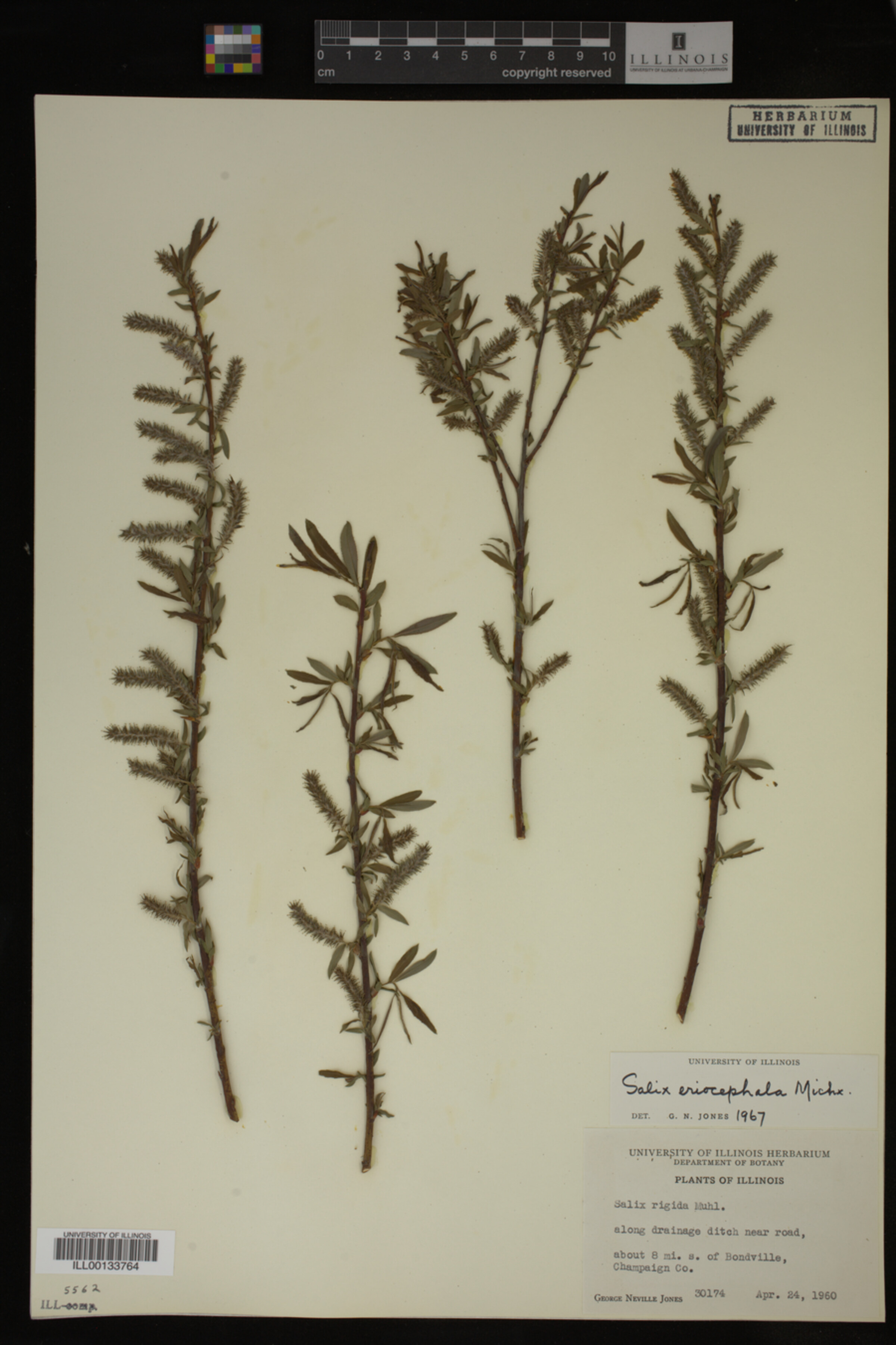 Salix eriocephala image