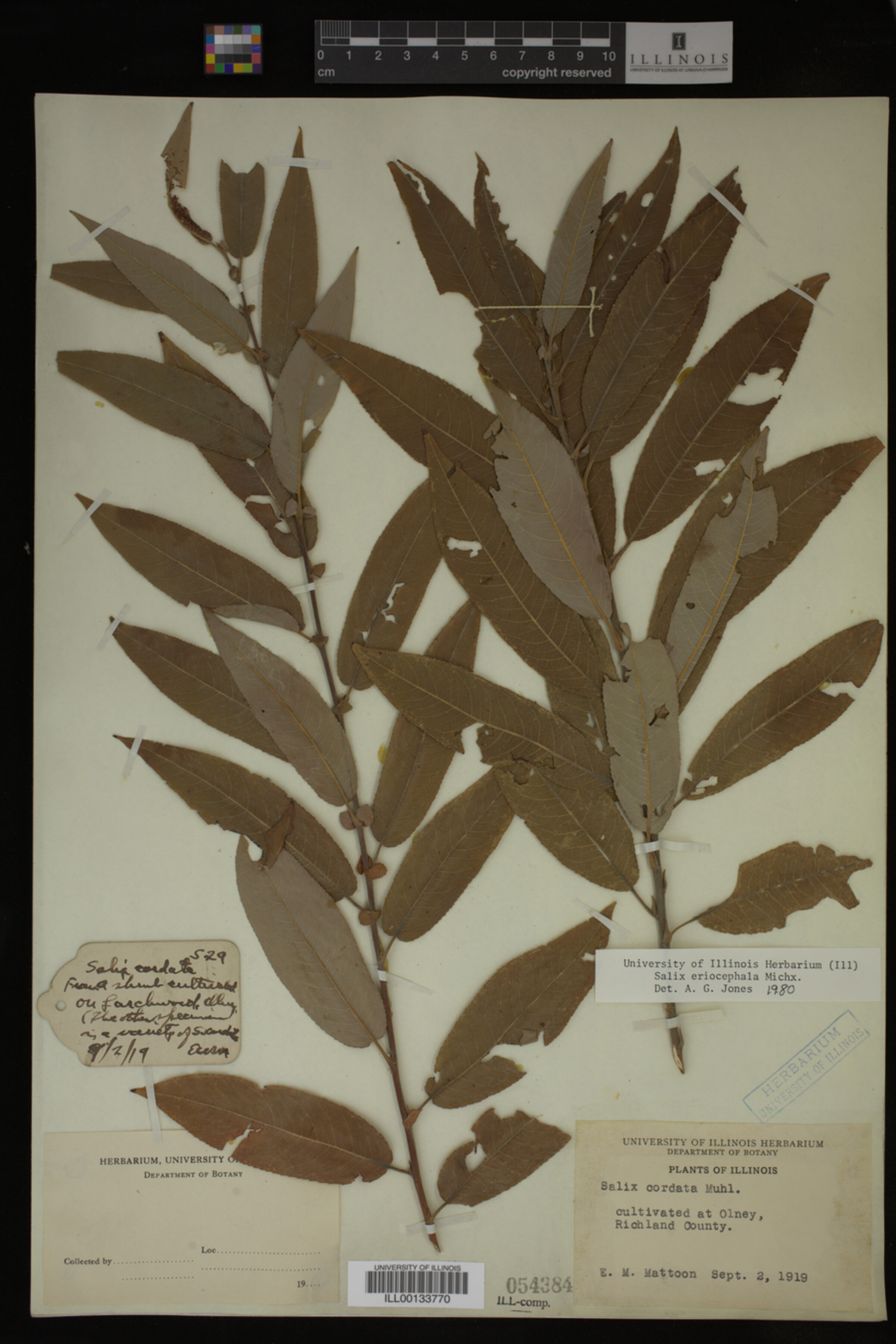 Salix eriocephala image