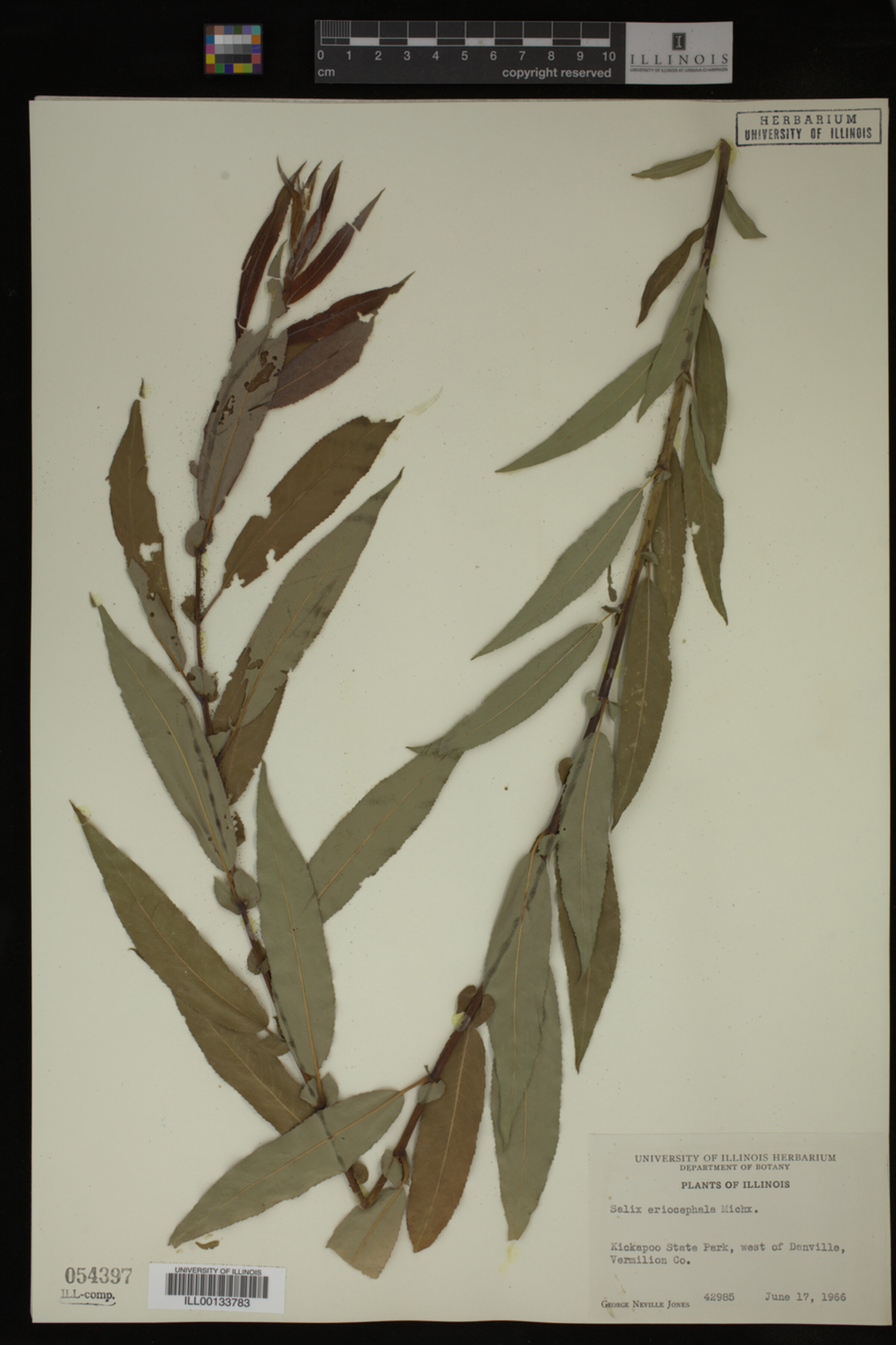 Salix eriocephala image