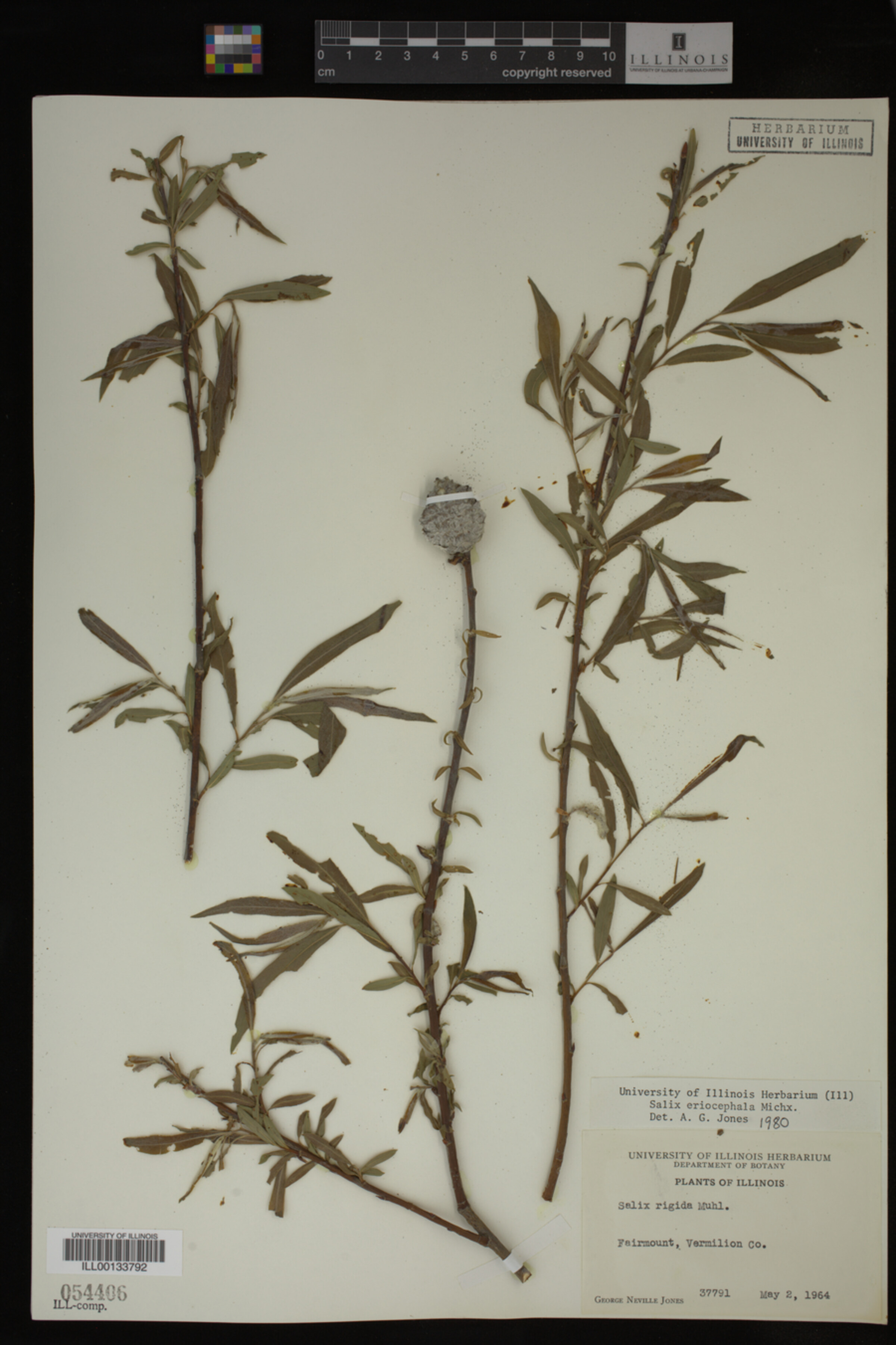 Salix eriocephala image