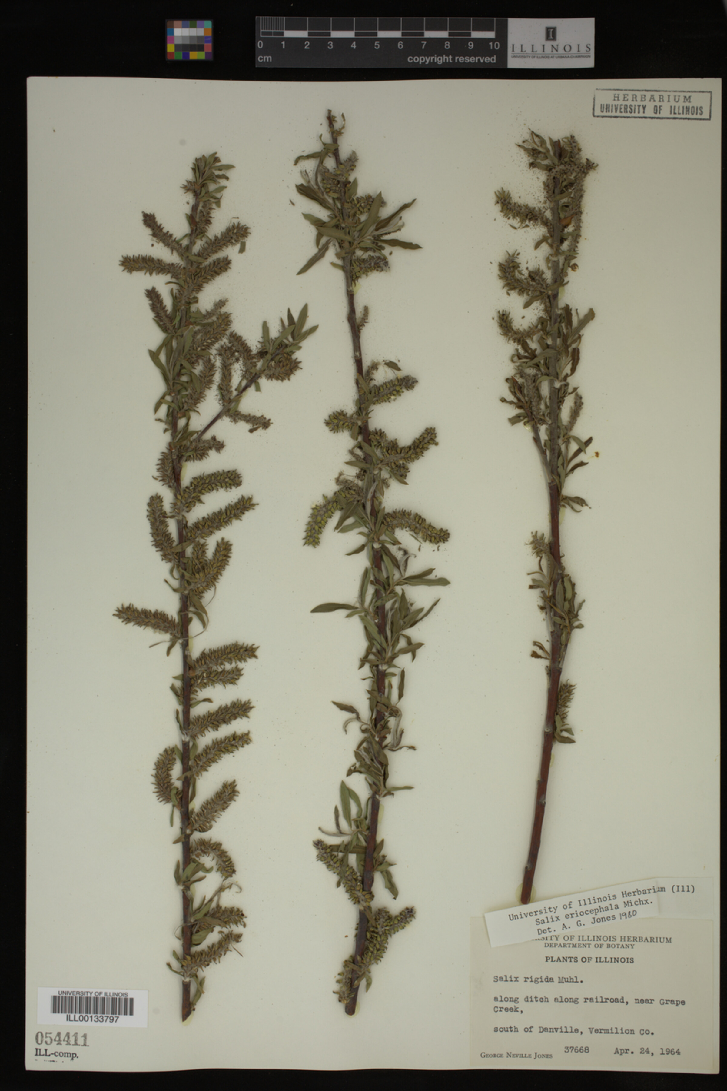 Salix eriocephala image