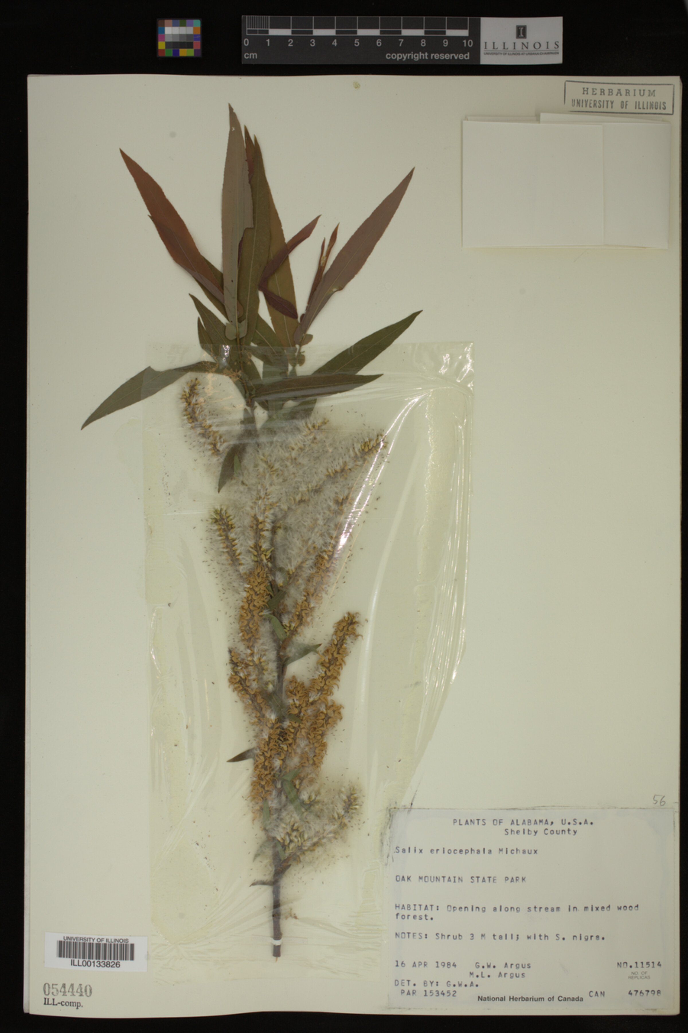 Salix eriocephala image