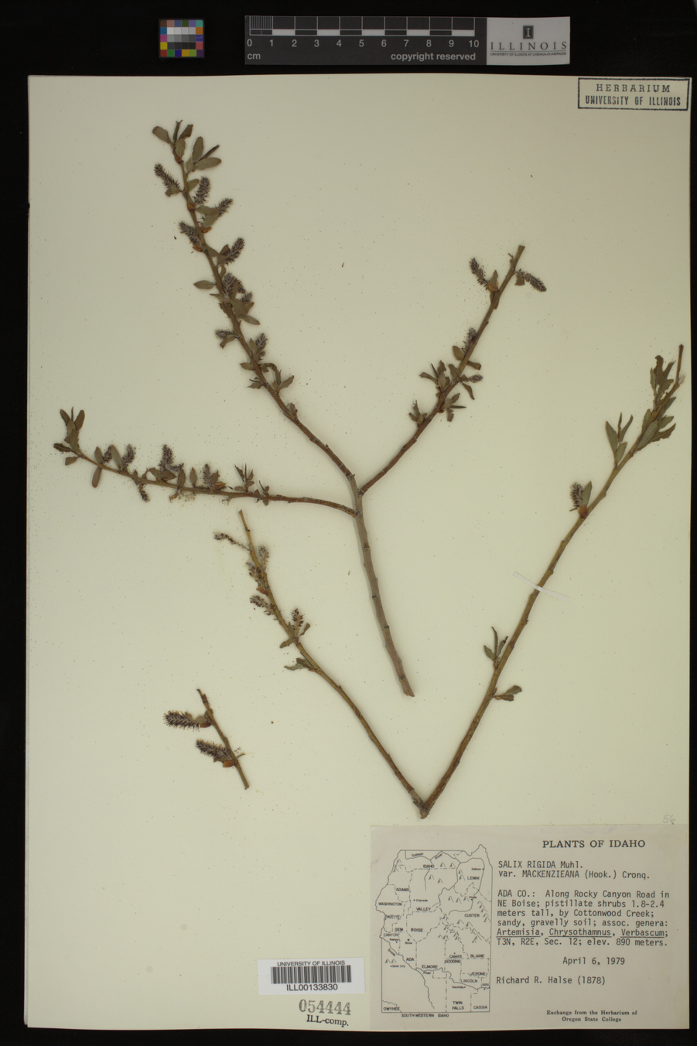 Salix prolixa image