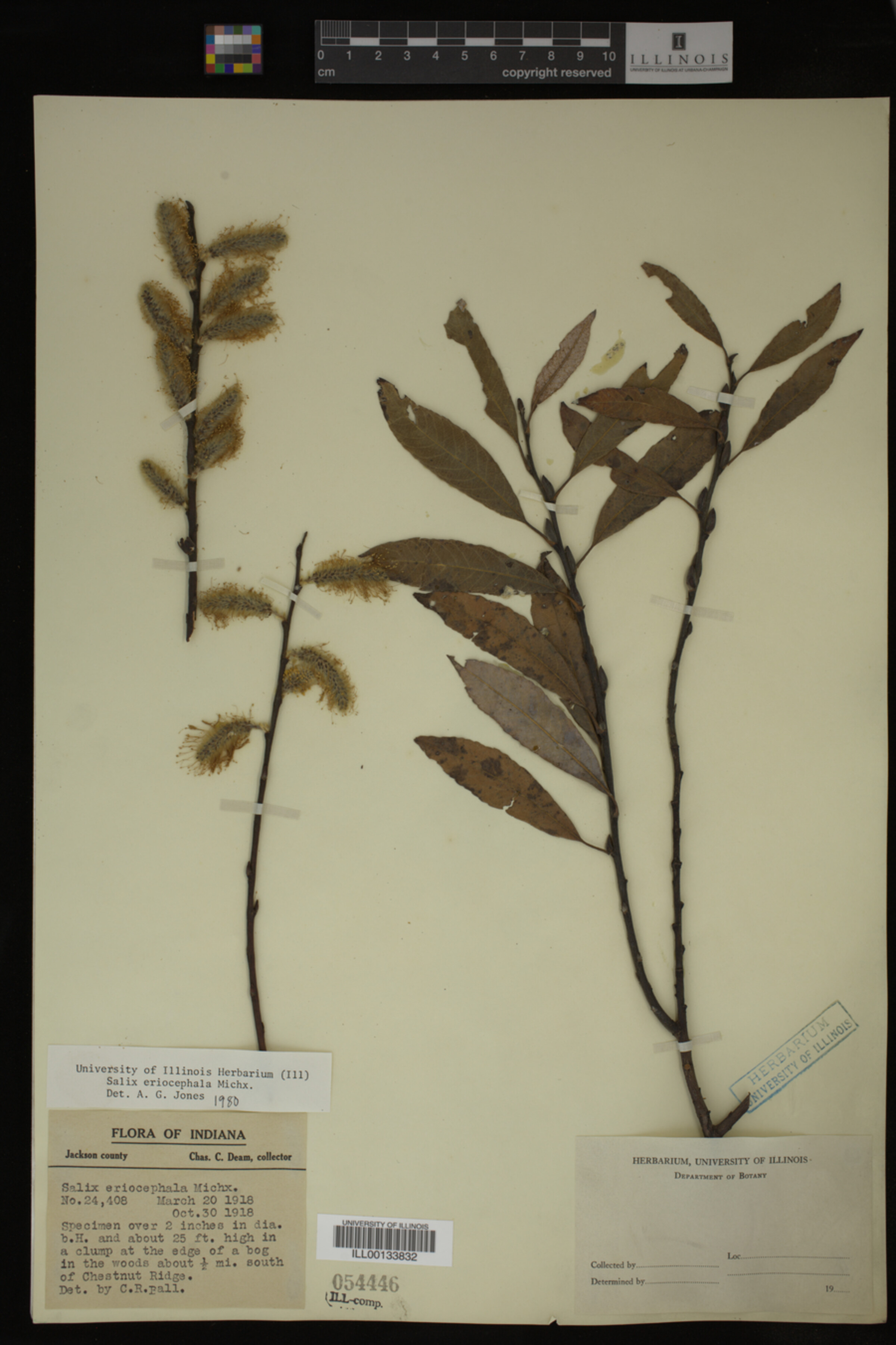 Salix eriocephala image