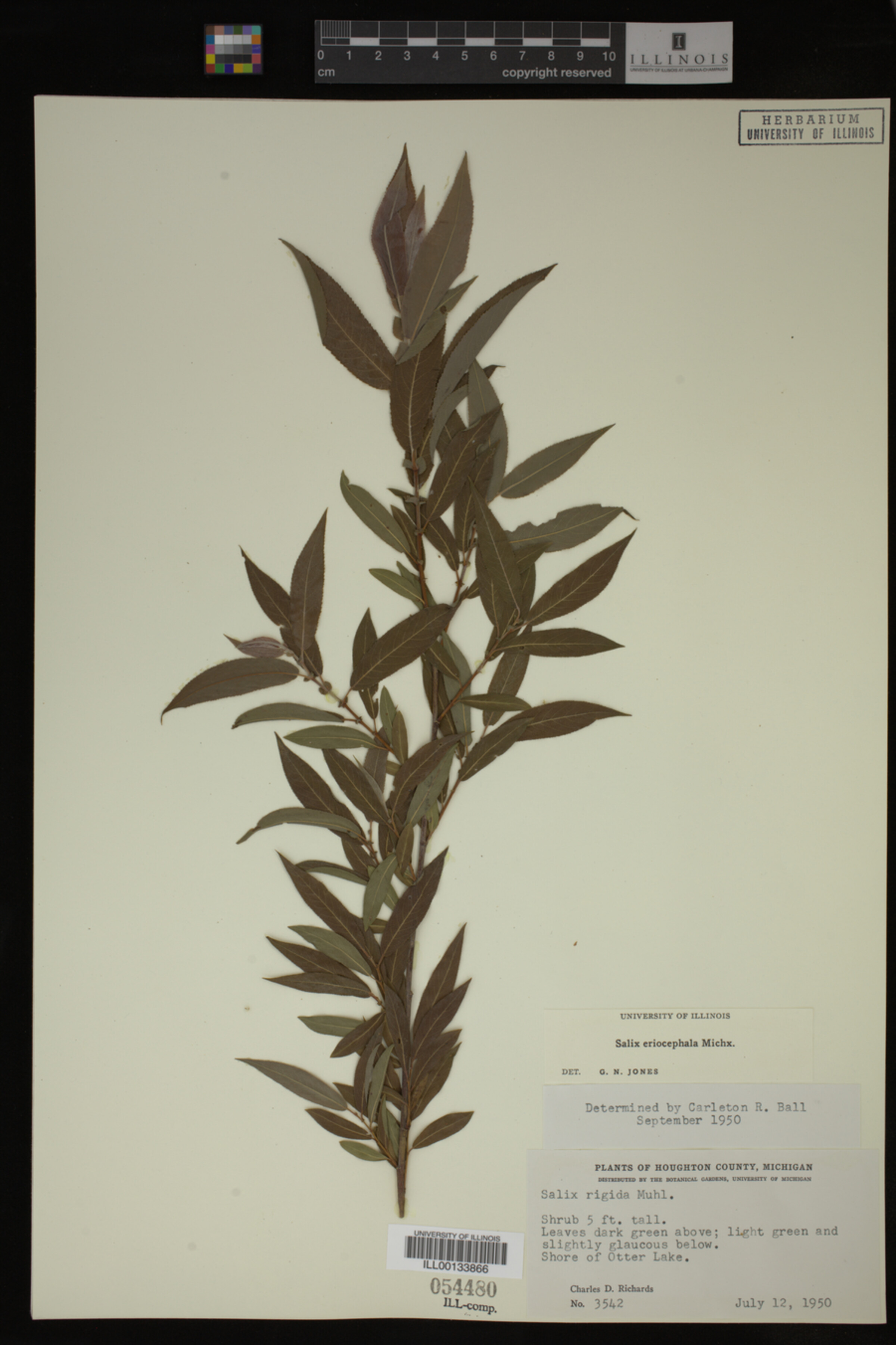 Salix eriocephala image
