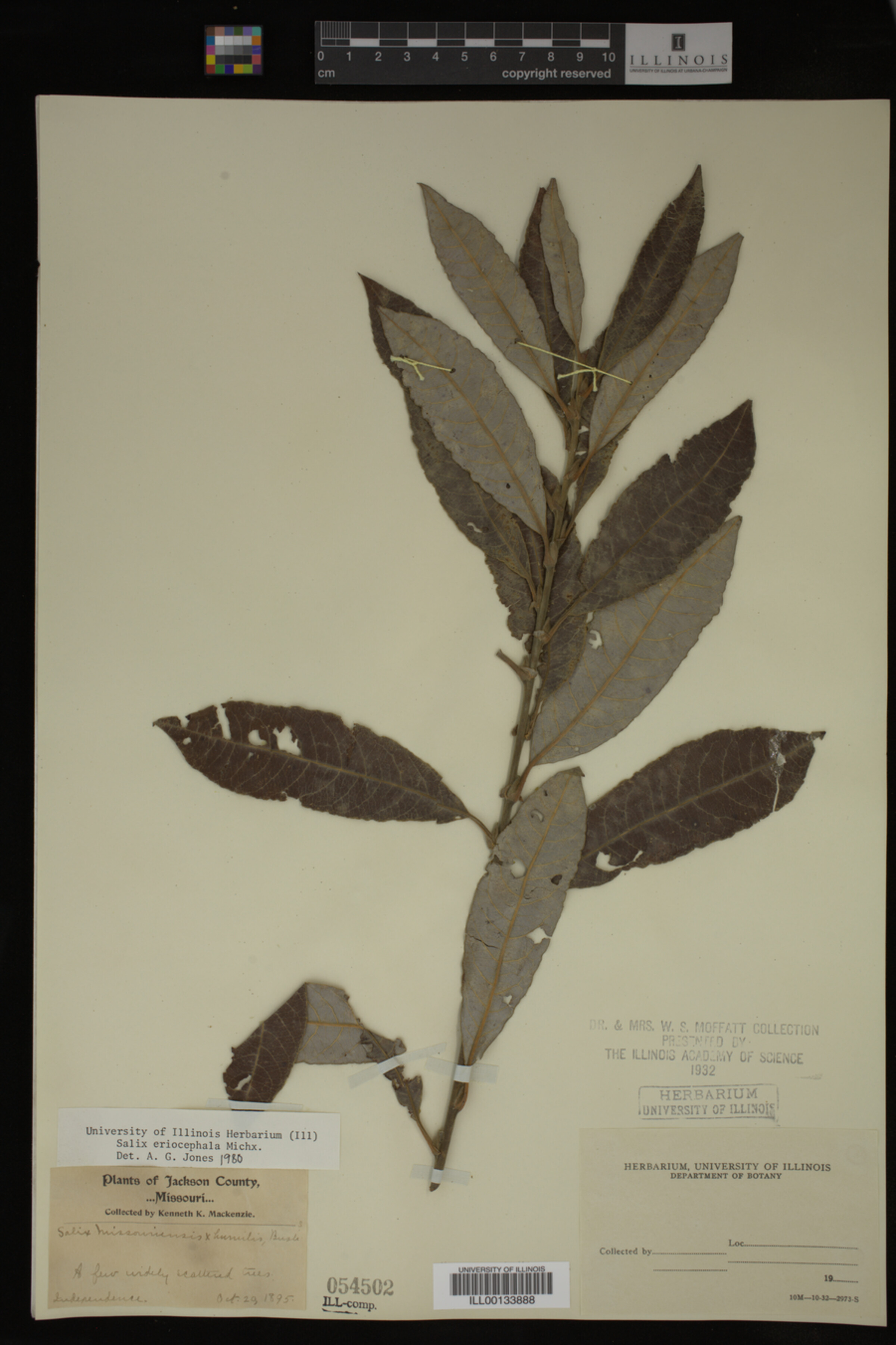 Salix eriocephala image