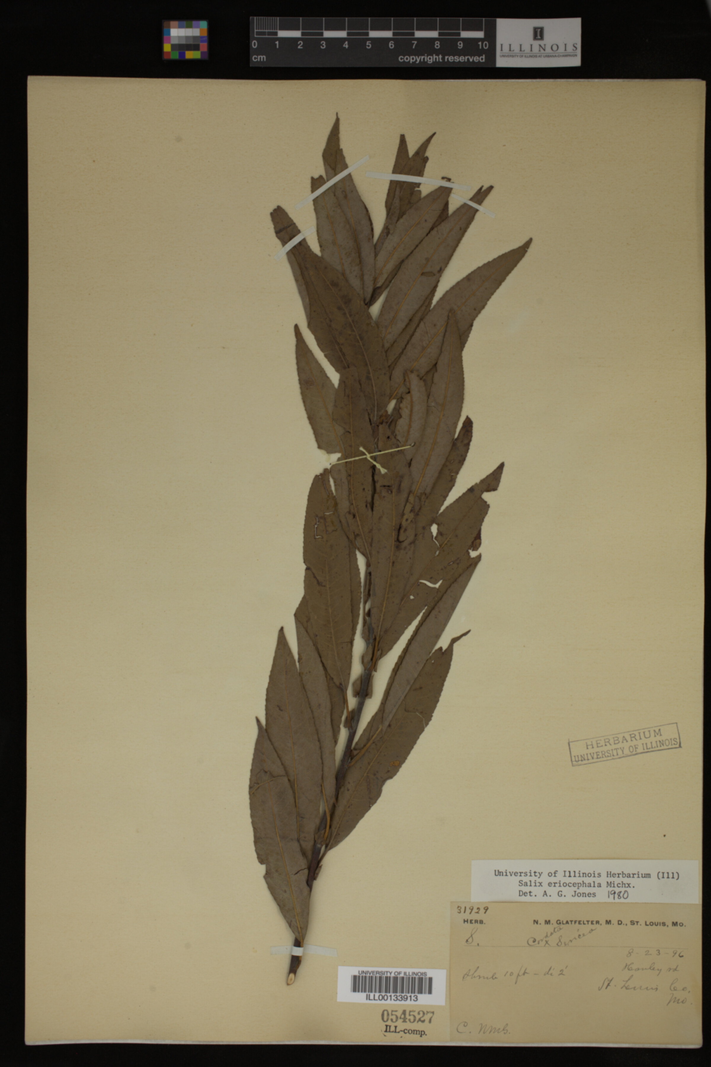 Salix eriocephala image