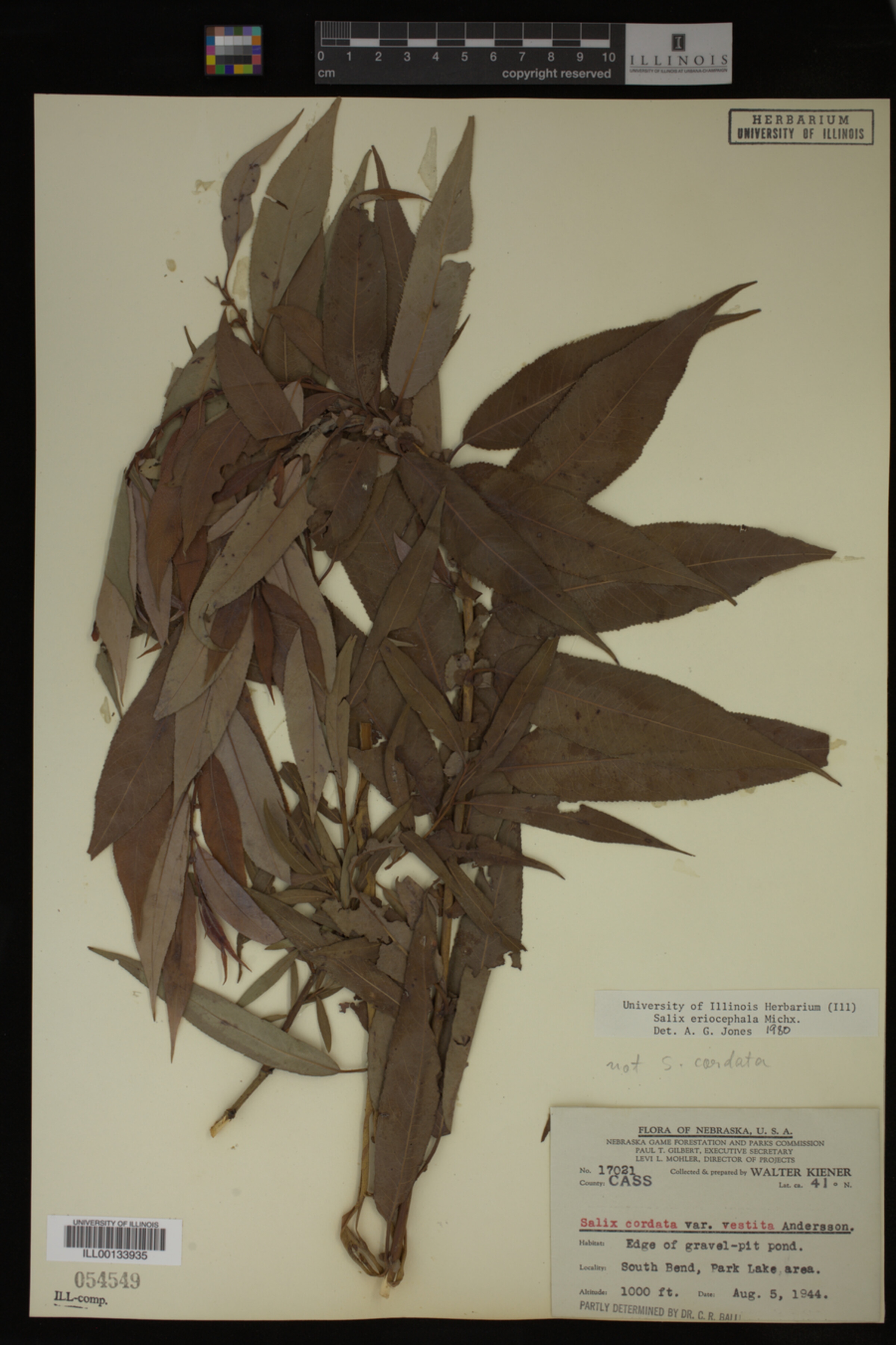 Salix eriocephala image